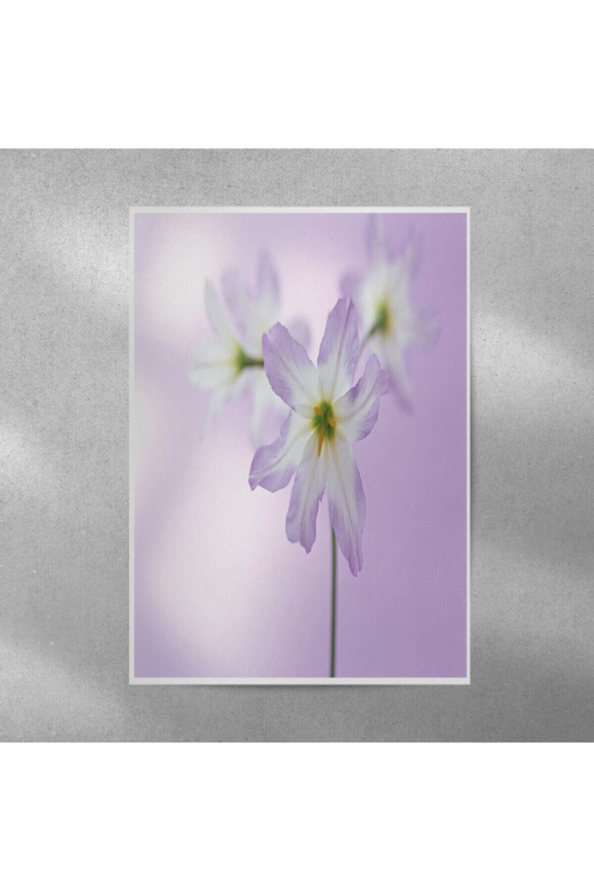 Elioure Yıldız Çiçeği Temalı A4 Duvar Posteri 35x50 cm