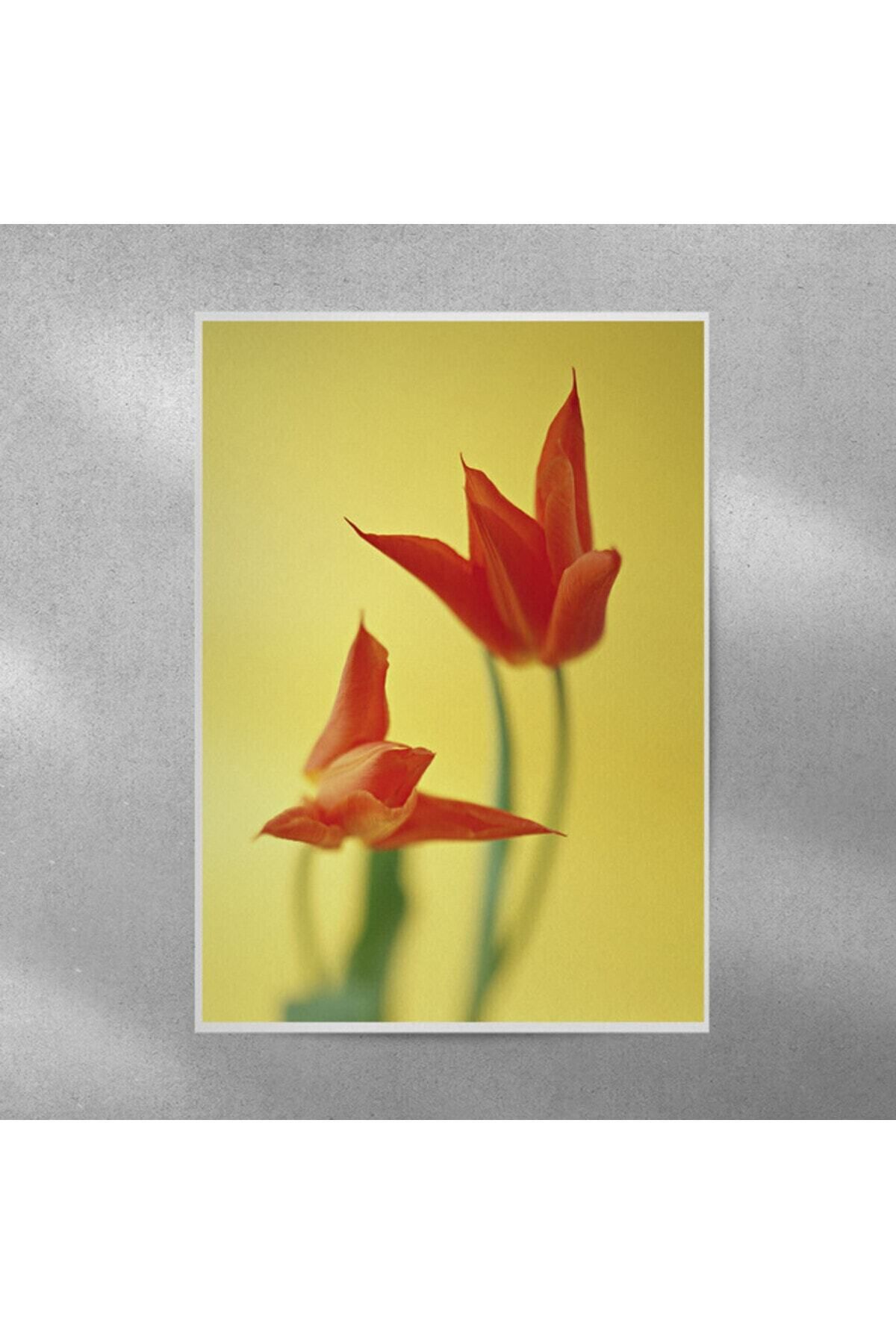 Elioure 35x50 cm lale temalı güzel dekoratif poster