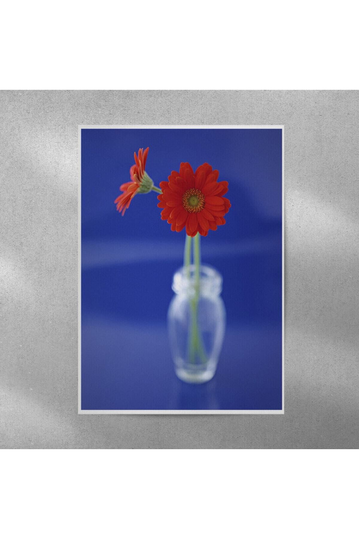 Elioure Kırmızı Alman Papatyası Poster 35x50 cm, şık ve doğal dekor seçeneği