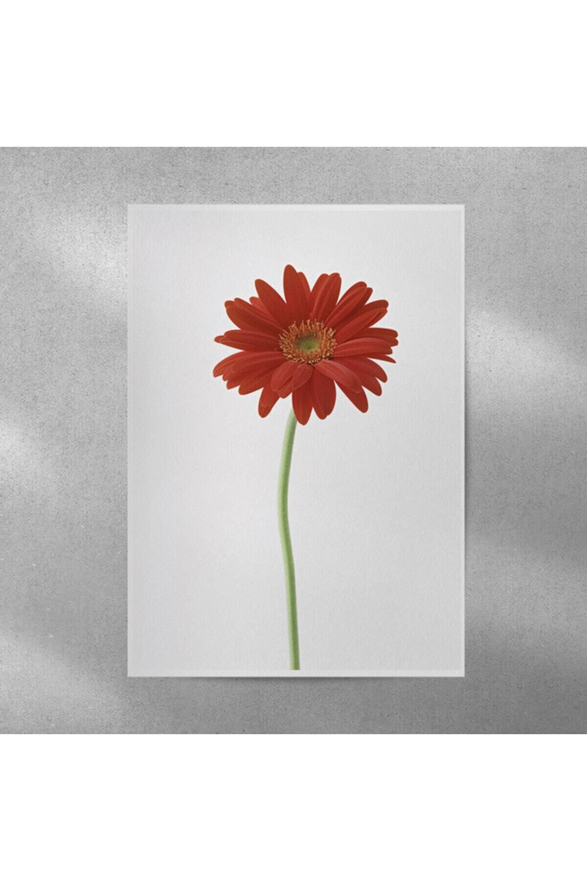 Elioure Kırmızı Alman Papatyası Posteri 35x50 cm, canlı ve şık duvar dekoru.