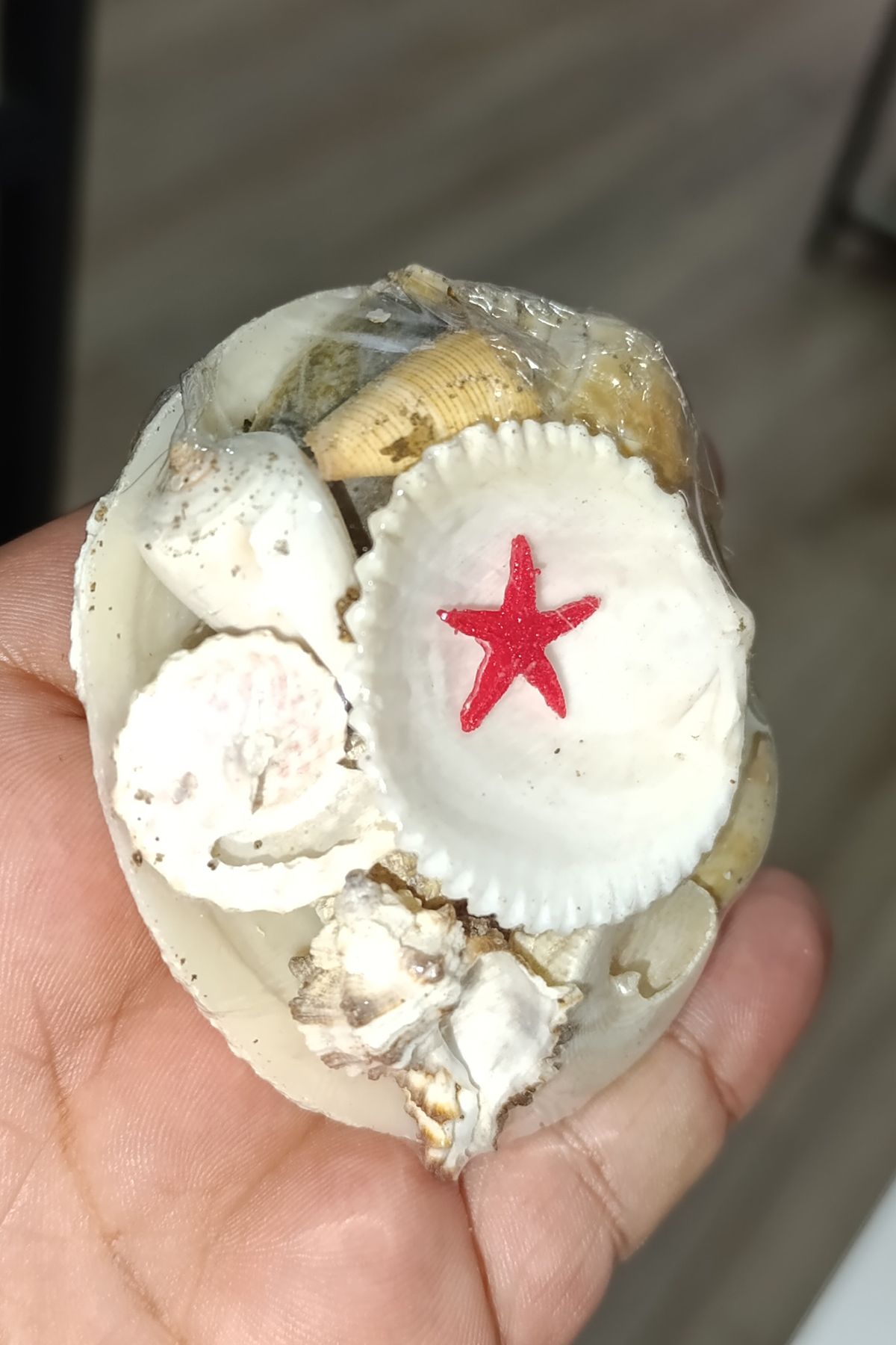 Elioure Deniz Kabukları Küçük Boy Seti, Doğal ve Şık Dekoratif Parçalar