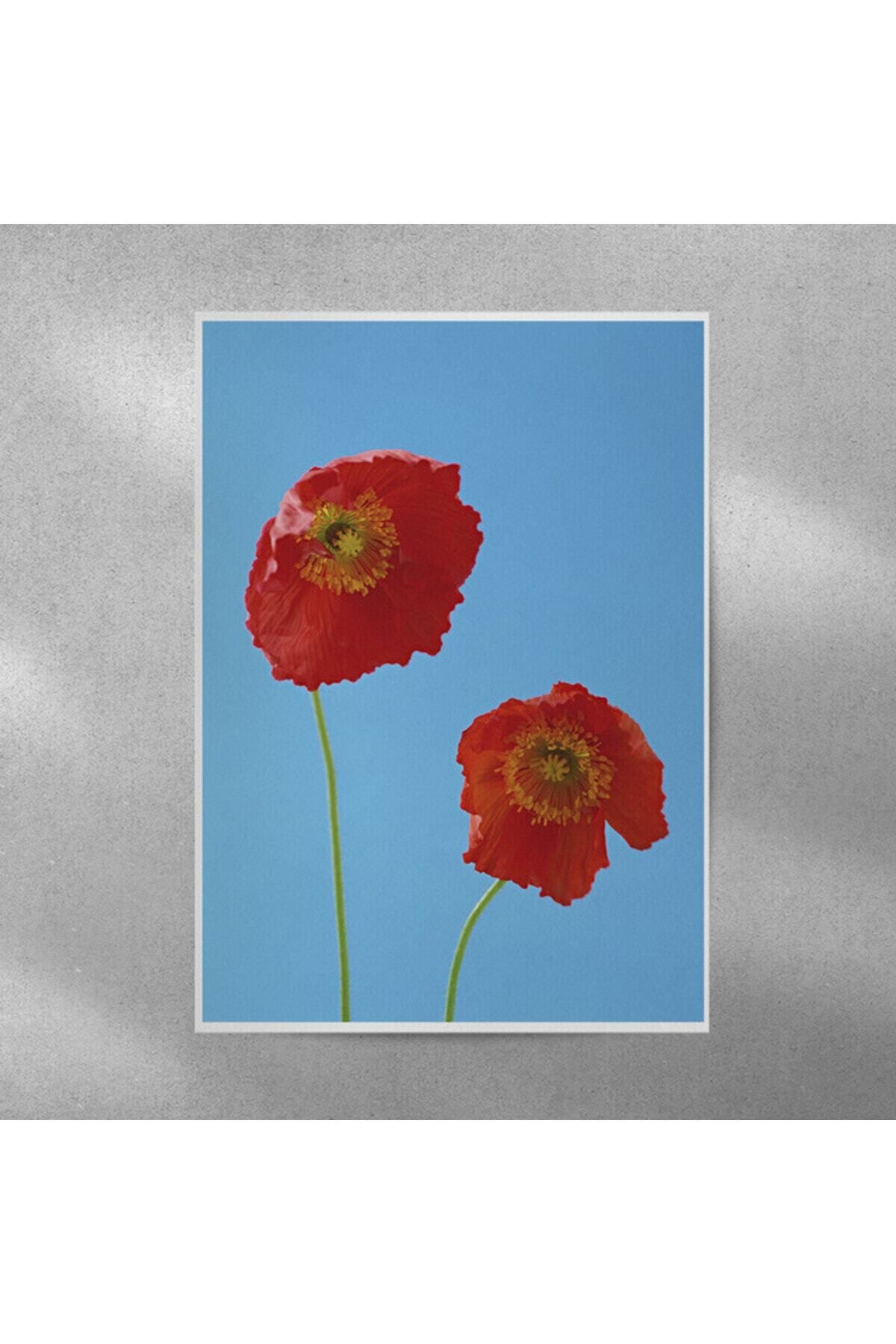 Elioure Canlı Gelincik Çerçeveli Poster 35x50 cm, Dekoratif ve Şık Hediye Seçeneği