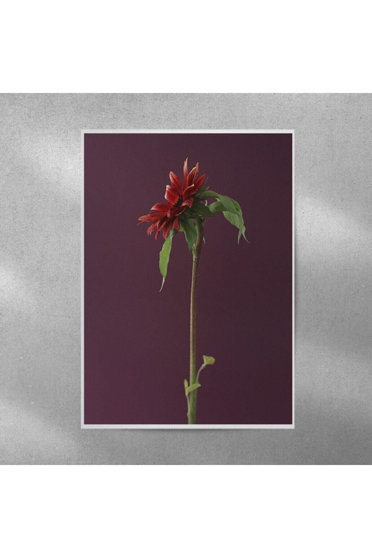 Elioure Kırmızı Alman Papatyası Posteri 35x50 cm, şık ve canlı dekoratif duvar süsü