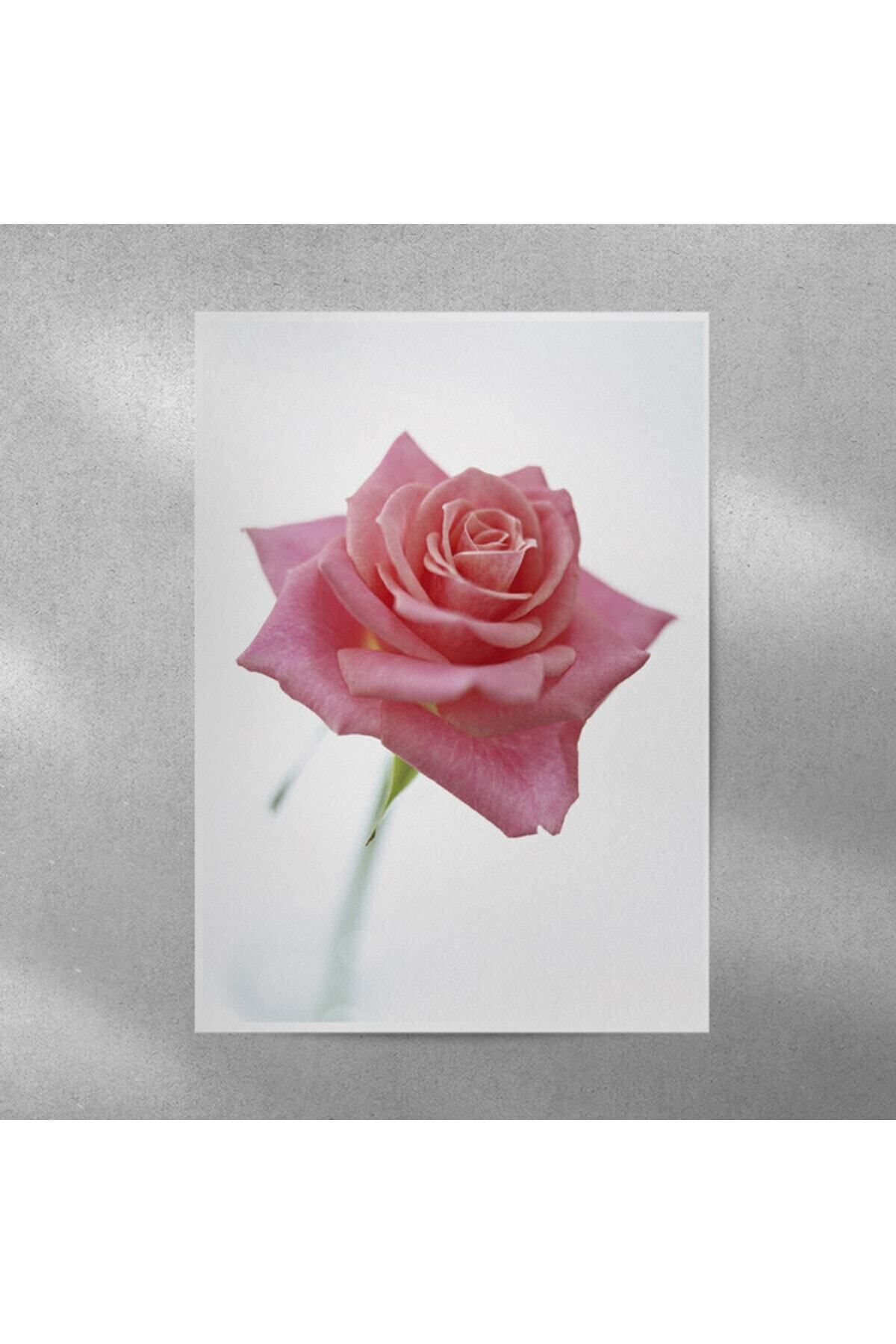 Elioure Pembe Gül Temalı Poster 35x50 cm, Zarif ve Şık Dekoratif Parça