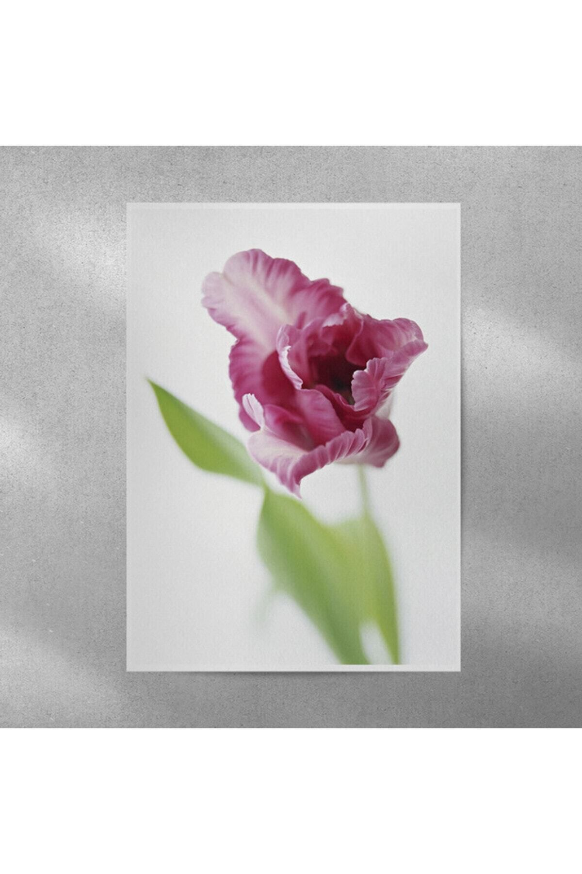 Elioure Şık Lale Posteri 35x50 cm, ev ve ofis dekoru için ideal seçim