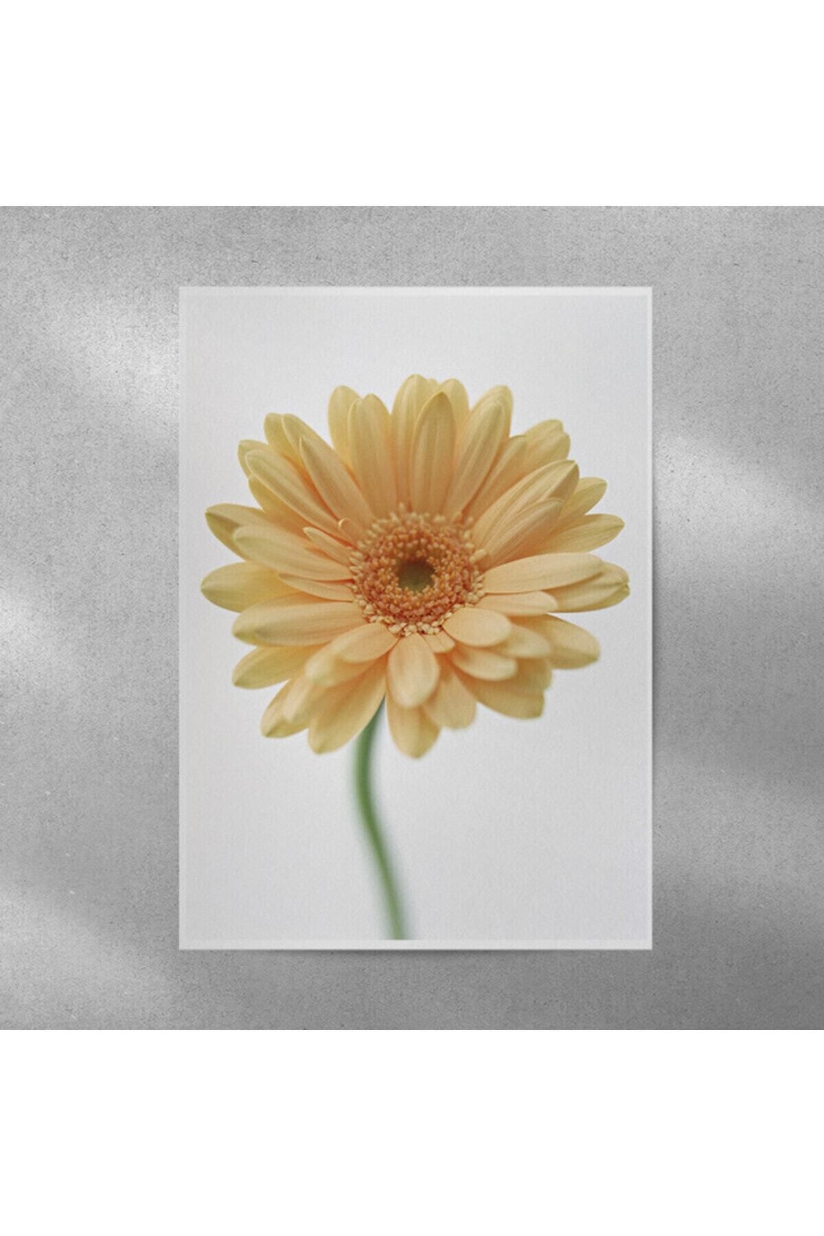 Elioure Canlı Sarı Alman Papatyası Posteri 35x50 cm, odanızı güzelleştirin