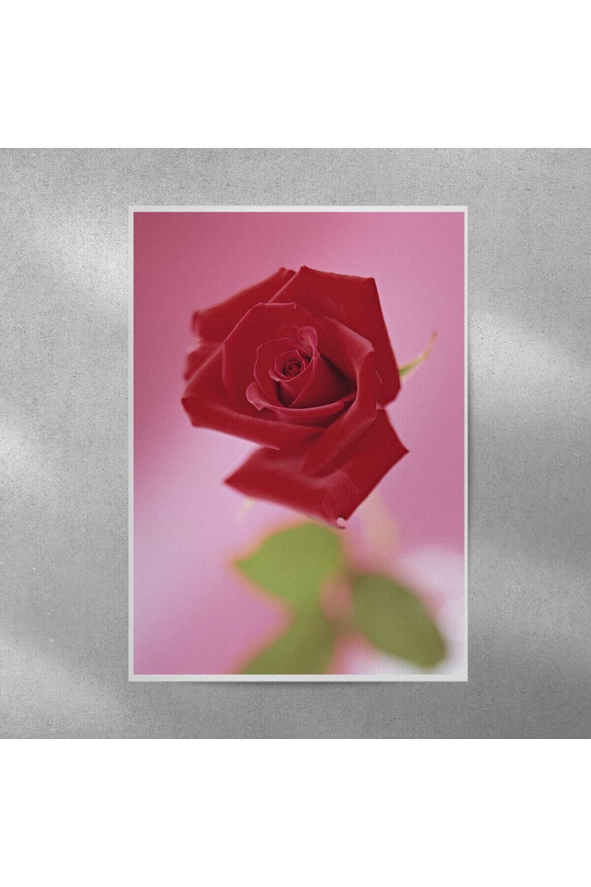 Elioure Şık Gül Temalı Poster 35x50 cm, Dekoratif ve Estetik Tasarım