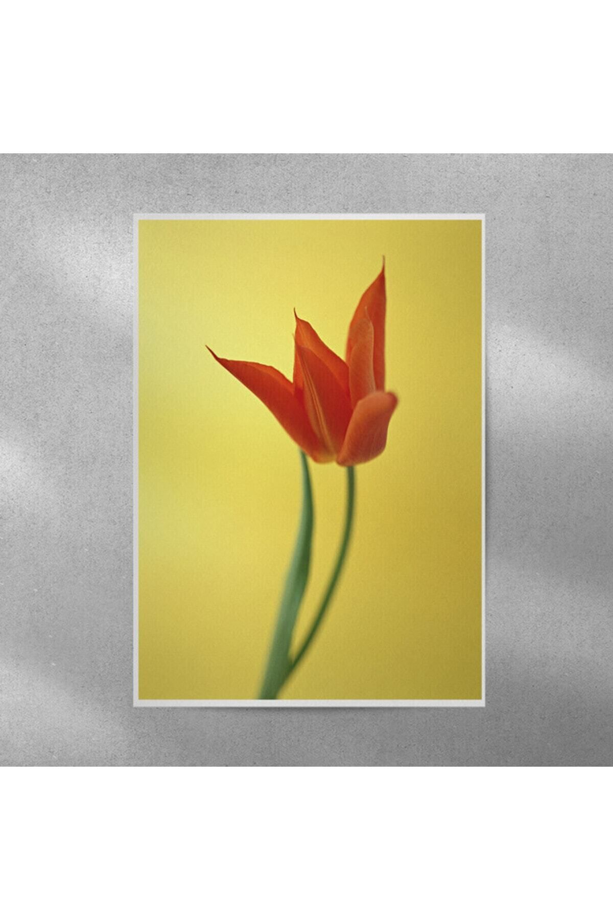 Elioure 35x50 cm lale temalı güzel duvar posteri, şık ve dekoratif ev aksesuarı