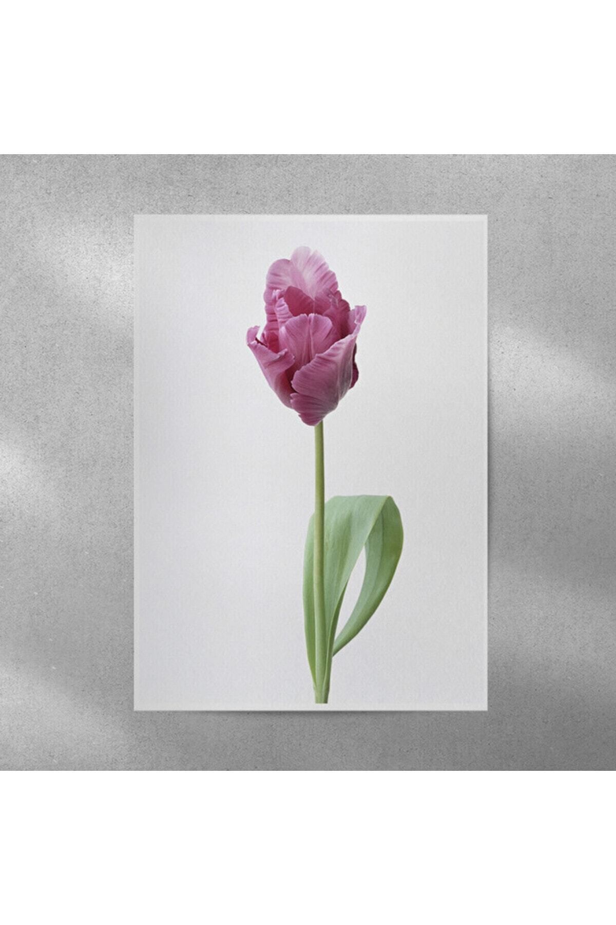 Elioure 35x50 cm Lale Temalı Dekoratif Poster, Zarif ve Renkli Tasarım