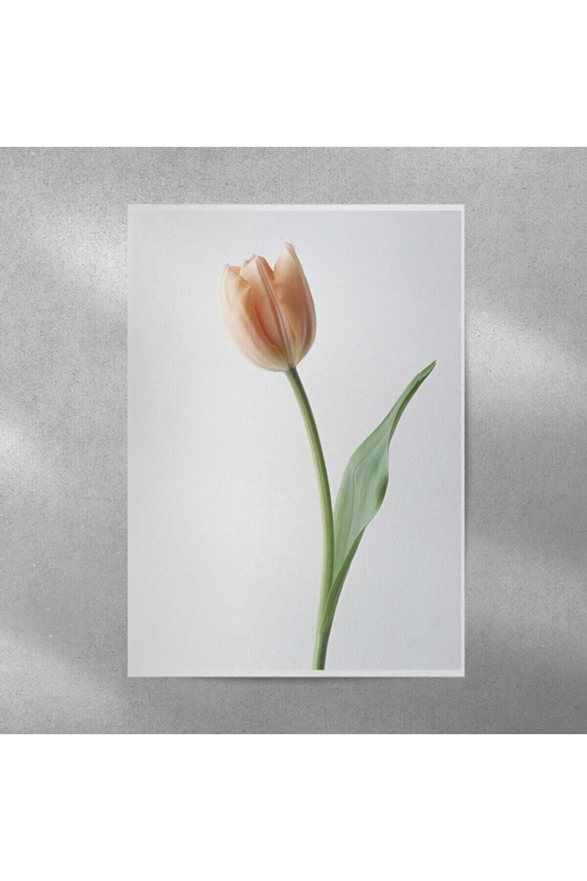 Elioure Şık Lale Temalı 35x50 cm Poster, Dekoratif ve Estetik Ev Hedefli