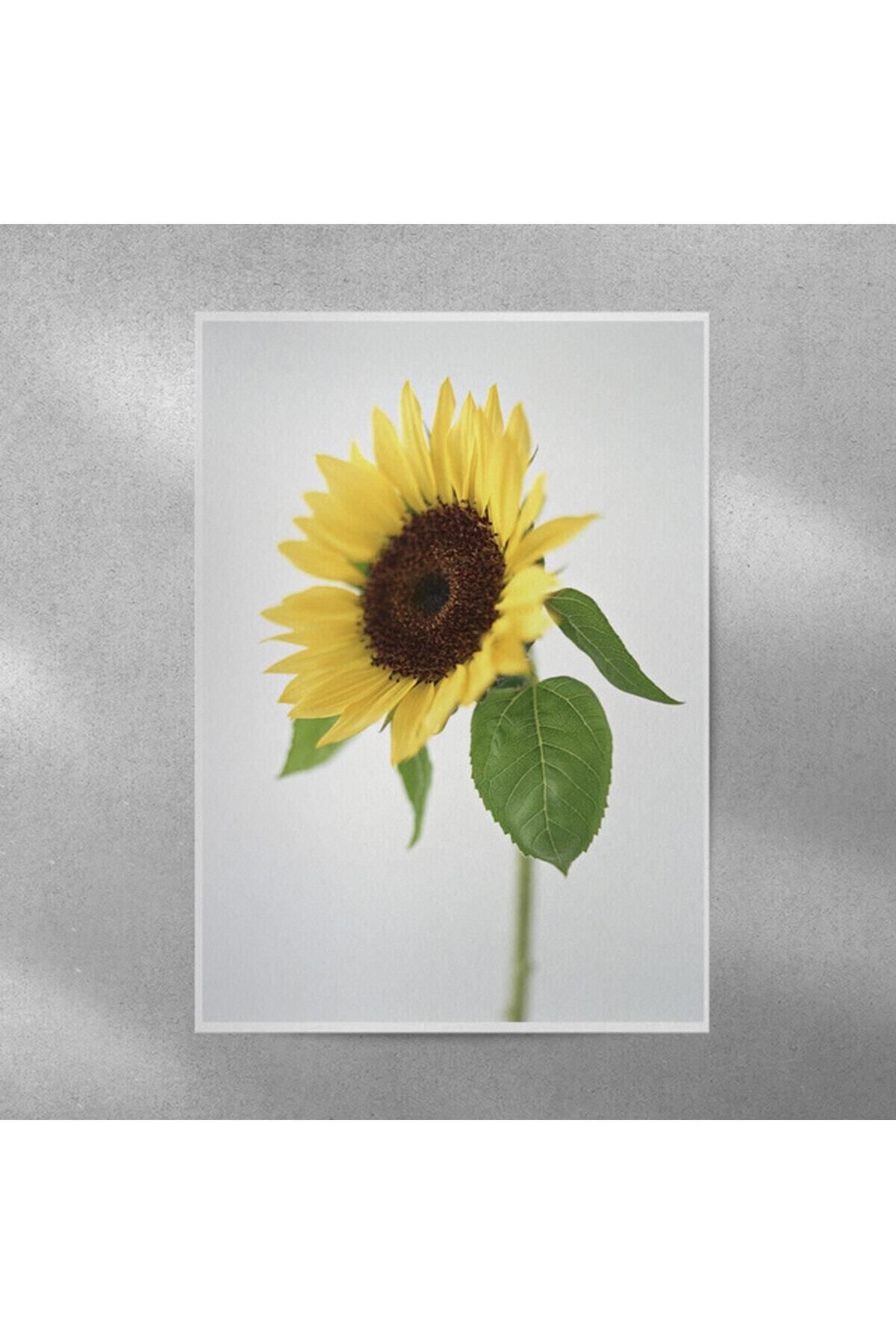 Elioure Ay Çiçeği Temalı Duvar Posteri 35x50 cm, Şık ve Renkli Dekorasyon Parçası