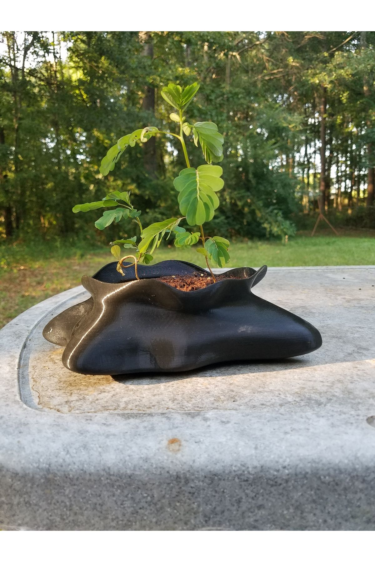 Vision Craft Freeform Bonsai Pot