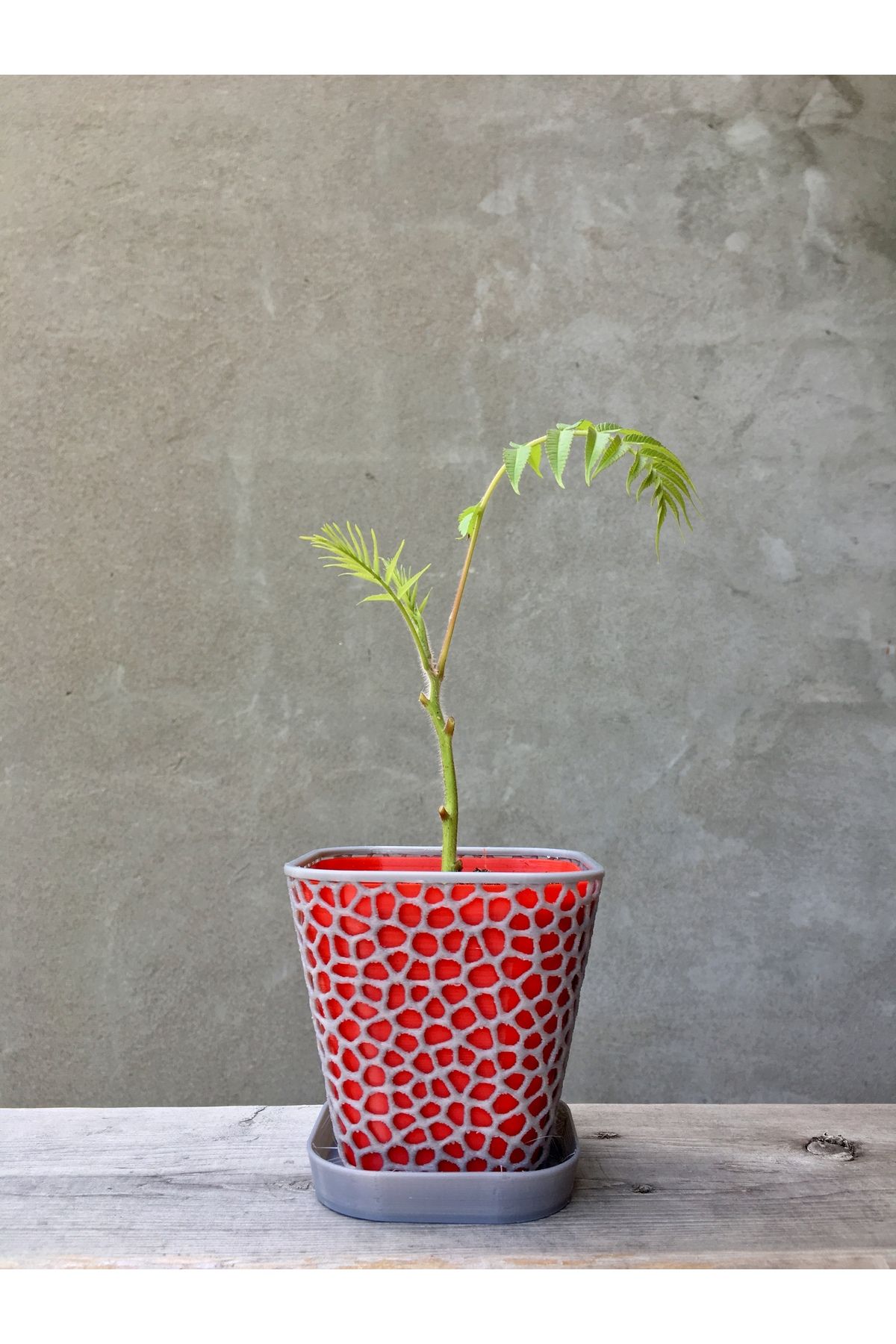 Vision Craft Fincan olan ve olmayan çiçek bitkisi pot
