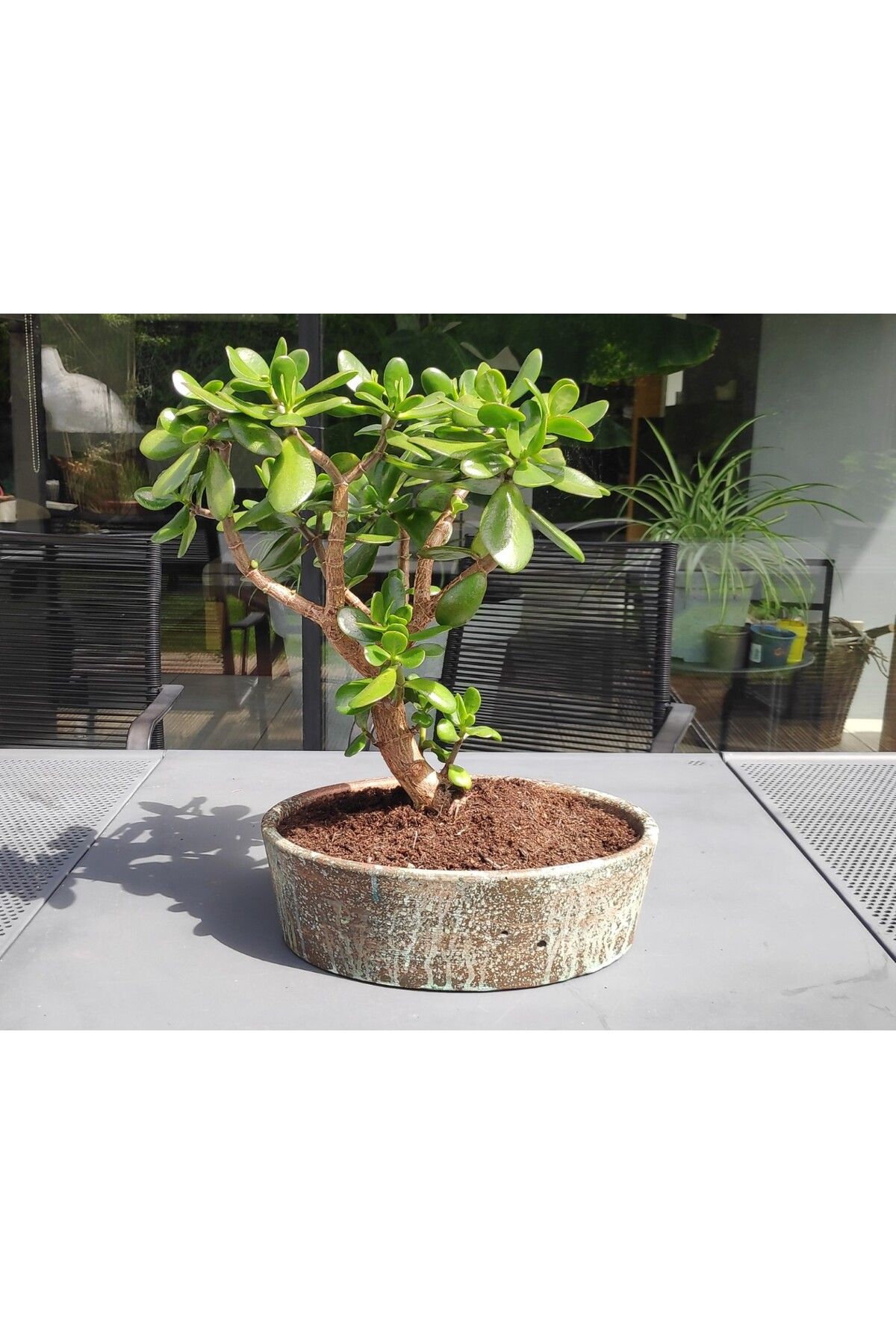 Vision Craft Beton/çimento için bonsai pot kalıbı