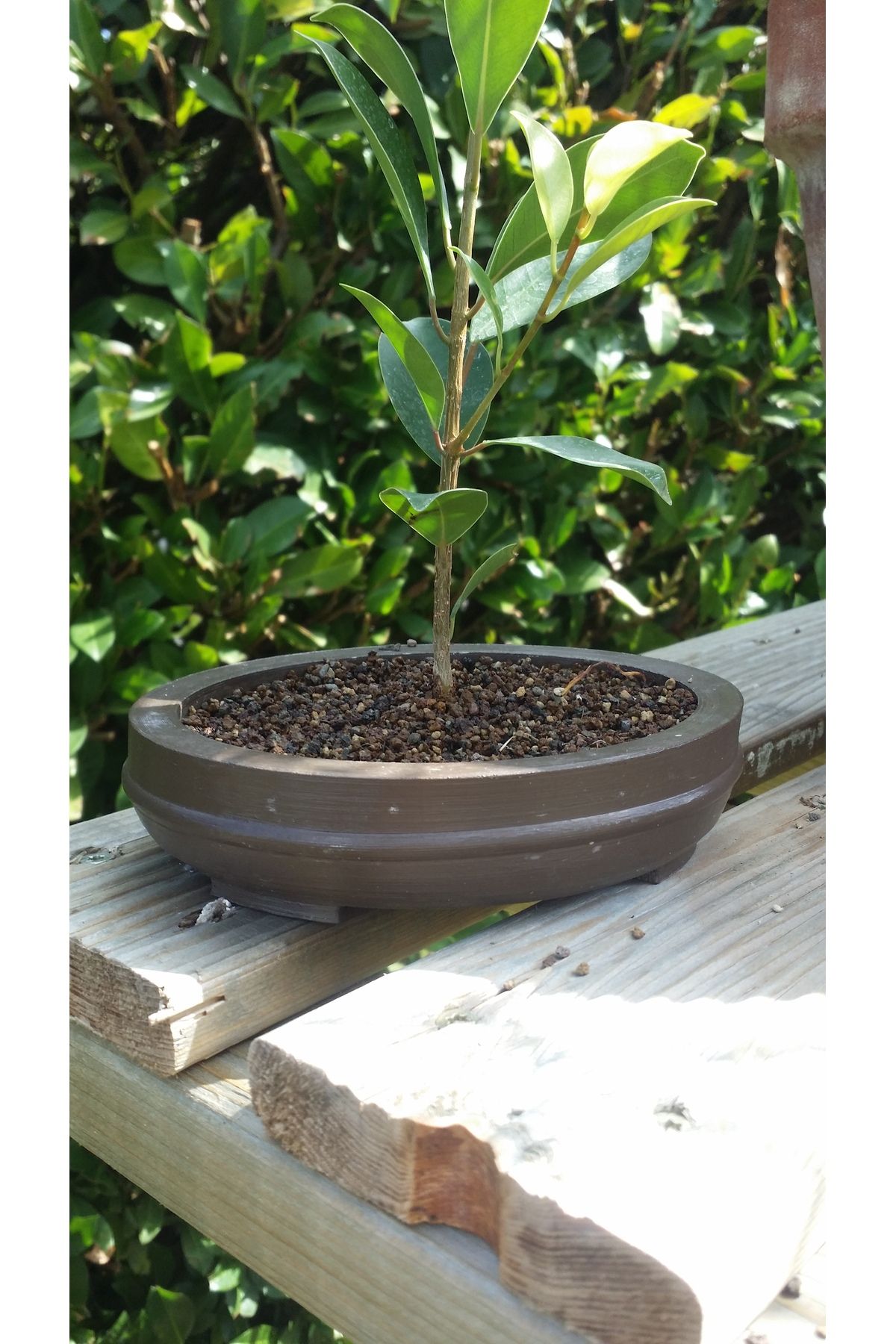 Vision Craft Küçük Bonsai Pot