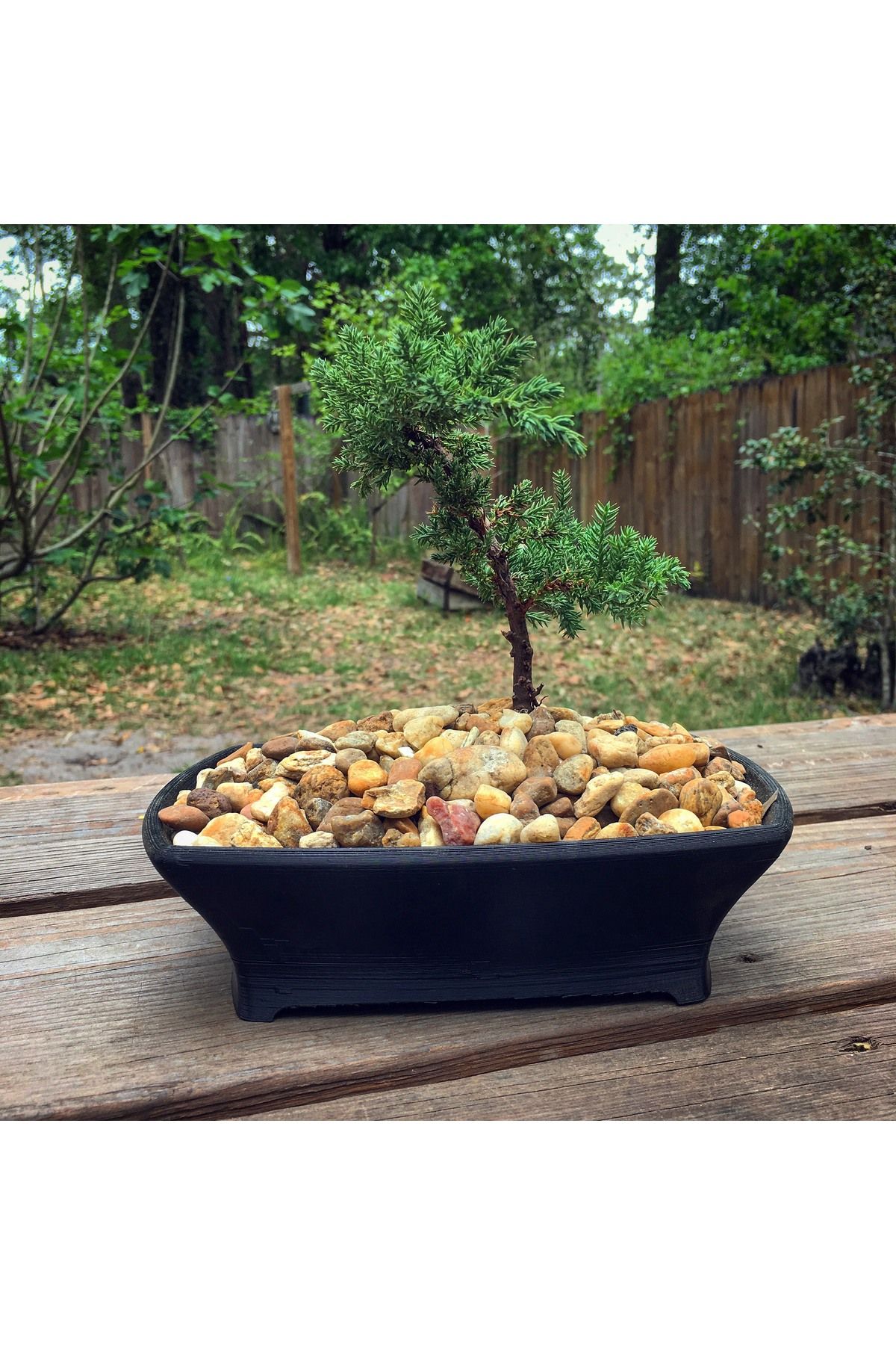 Vision Craft Bonsai kutusu