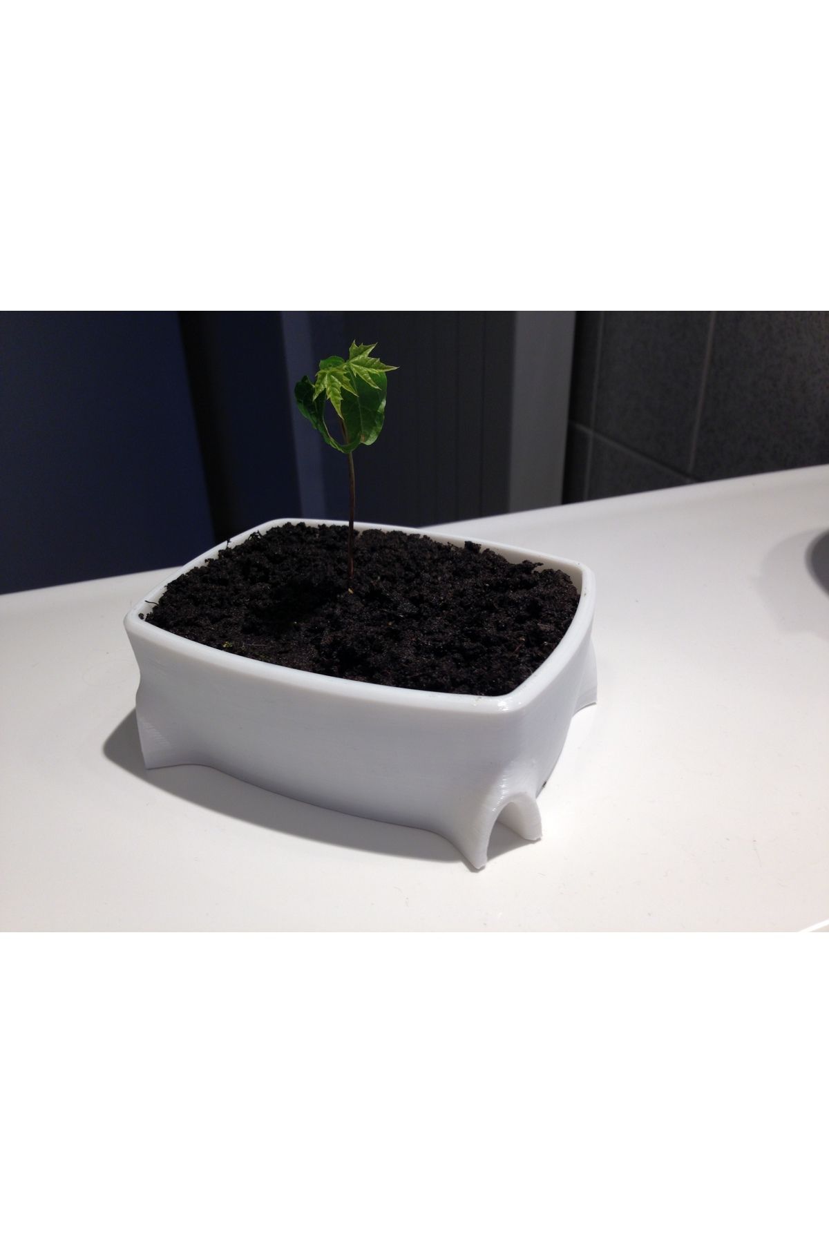 Vision Craft Bonsai kutusu