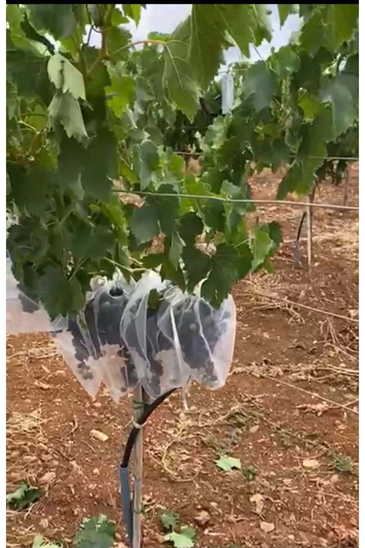 Keselerimiz 25/35. Üzüm koruma torbası