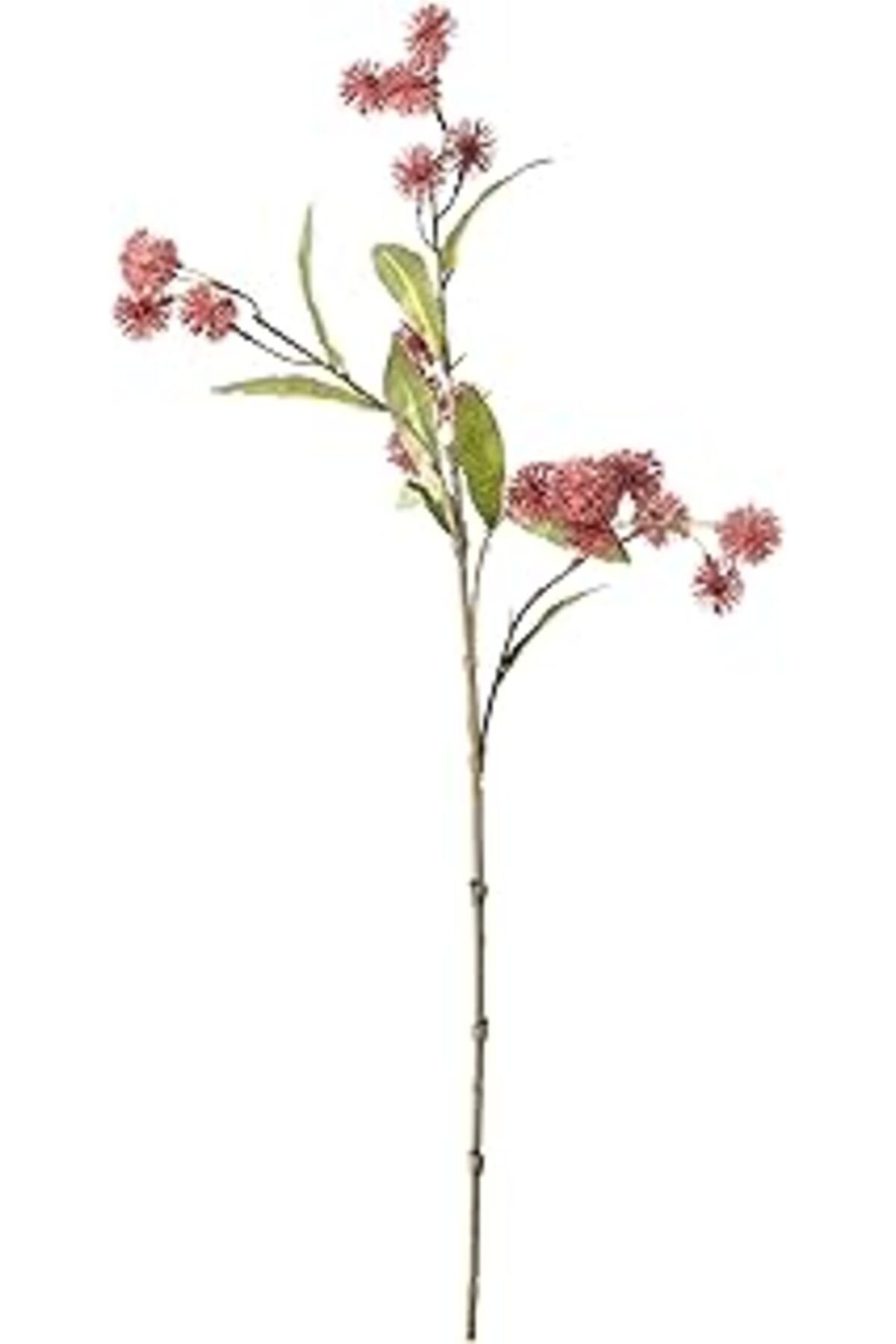 ASİTAN Concept Single Yaban Mersini, Kırmızı 66 Cm