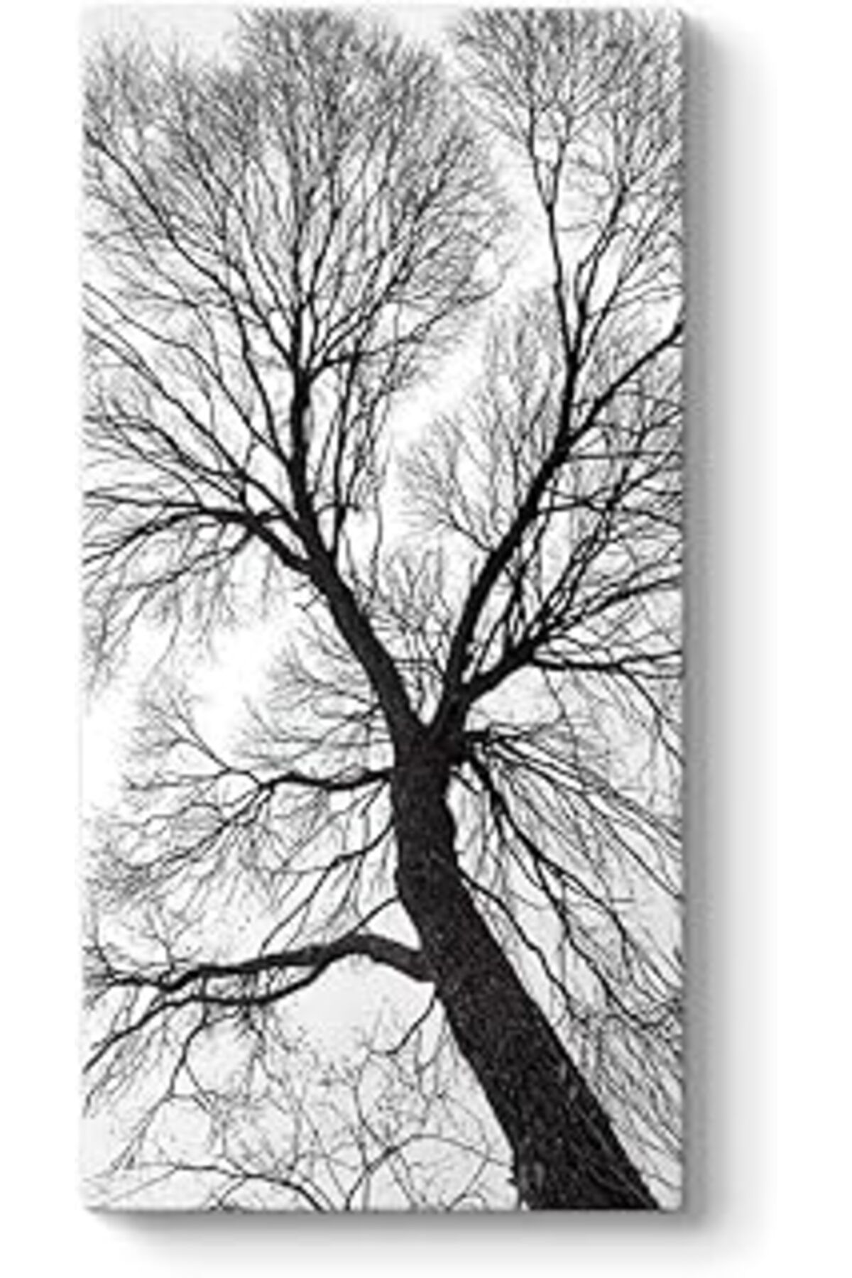 Mu Art Ahşap Tabloshop Yaşlı Ağaç Dalları Kanvas Tablo 80 X 160