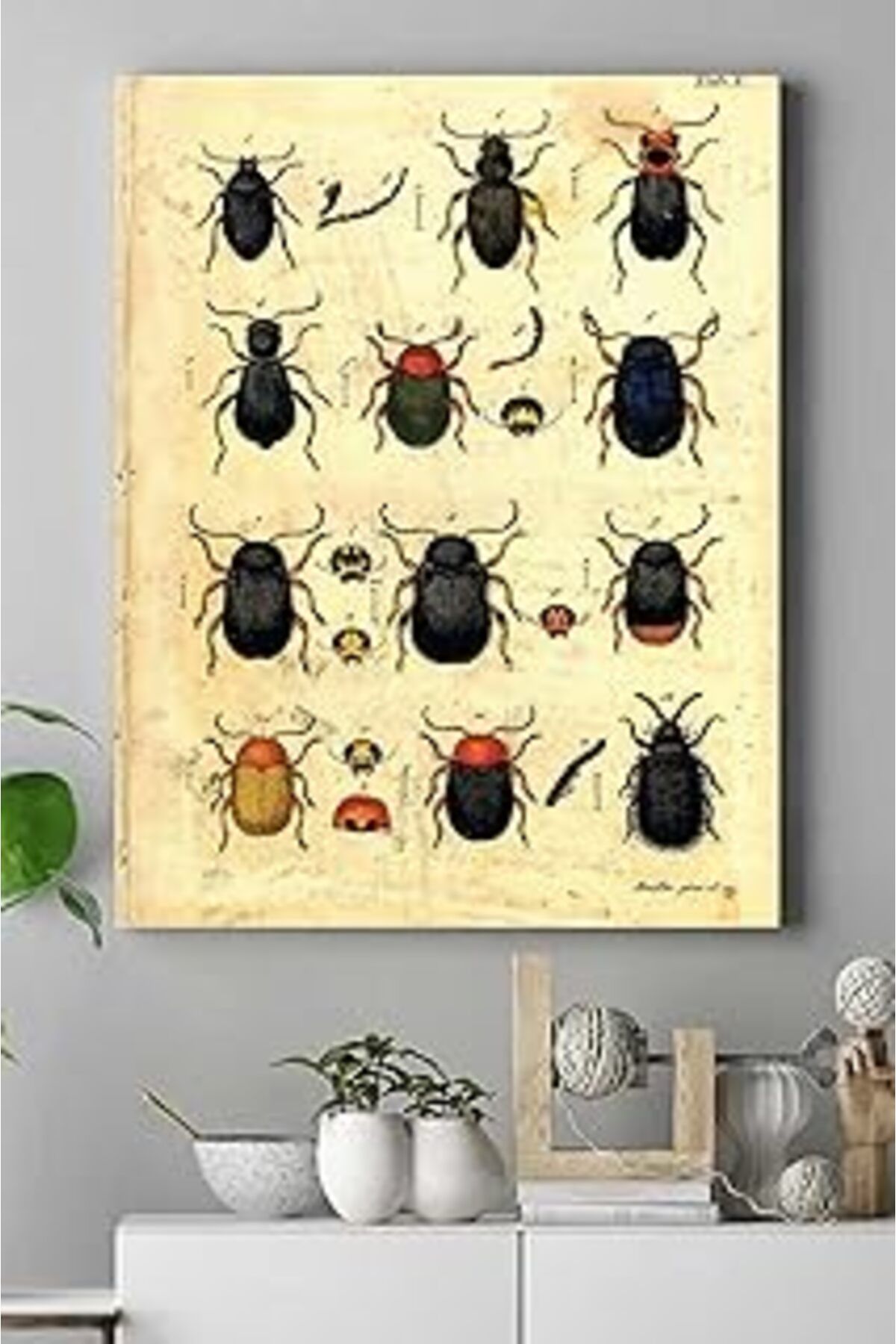 NETWORK ART Postermanya (Pster15390) Böcek Koleksiyonu Vintage Kanvas Tablo 30 X 40