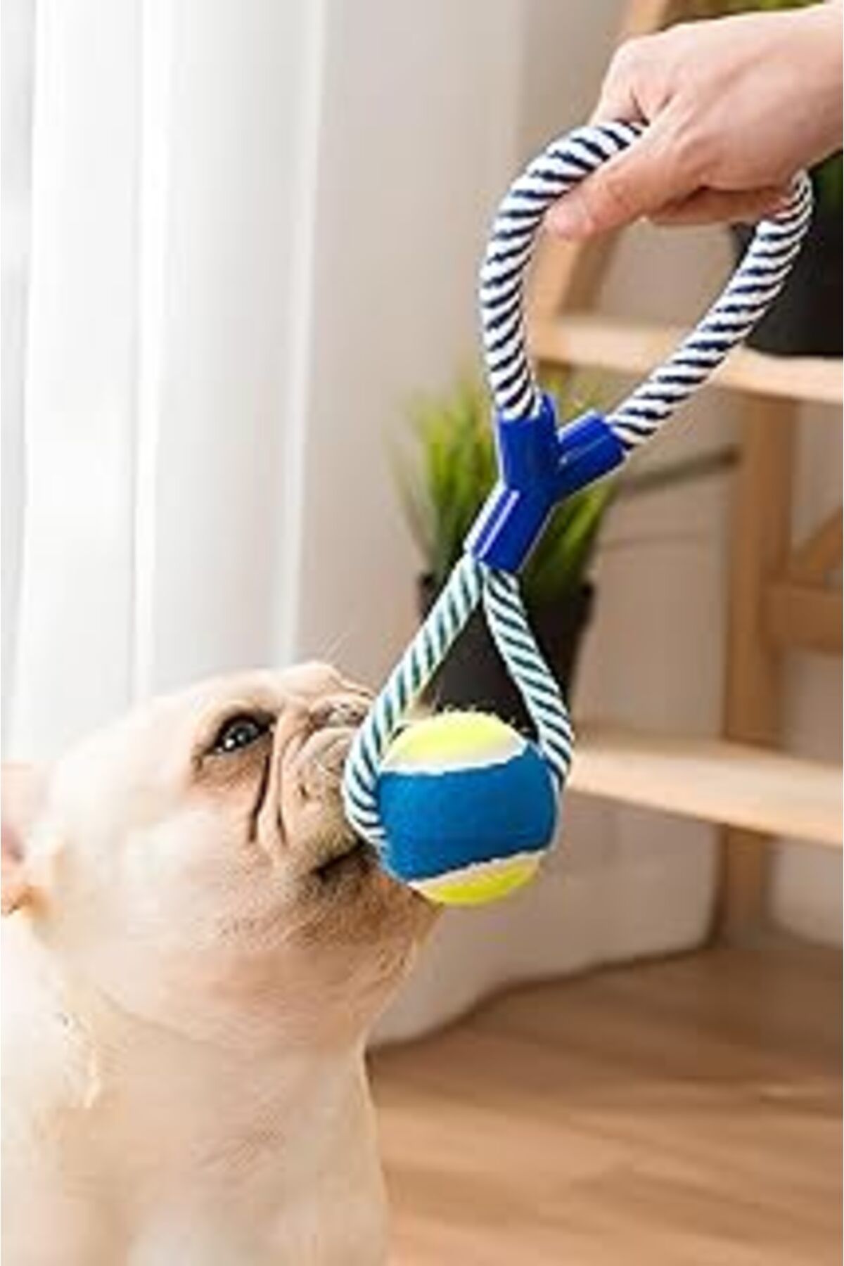 ASİTAN Mobee Halatlı Köpek Çiğneme Topu Dayanıklı Köpek Çene Güçlendirici Oyuncak