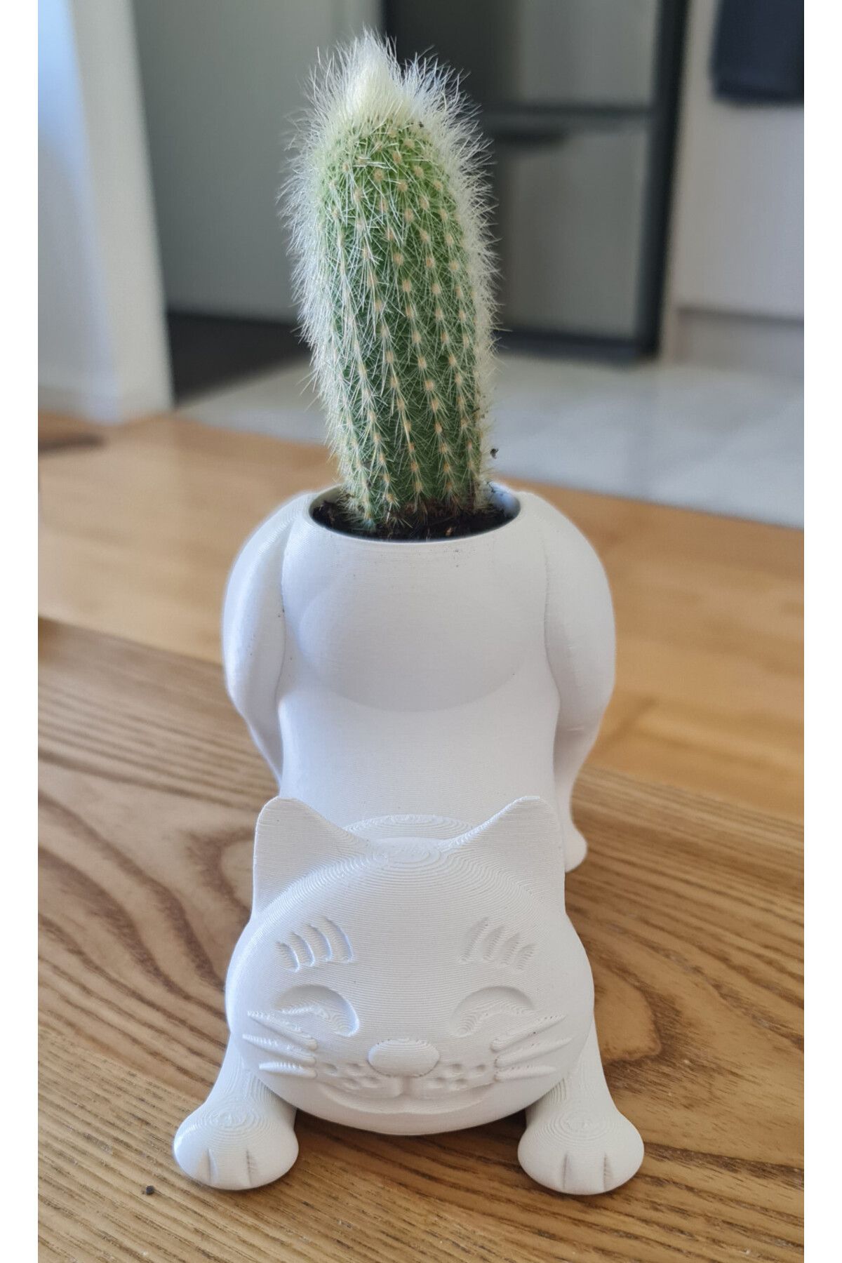 Vision Craft Kedi kaktüs tenceresi