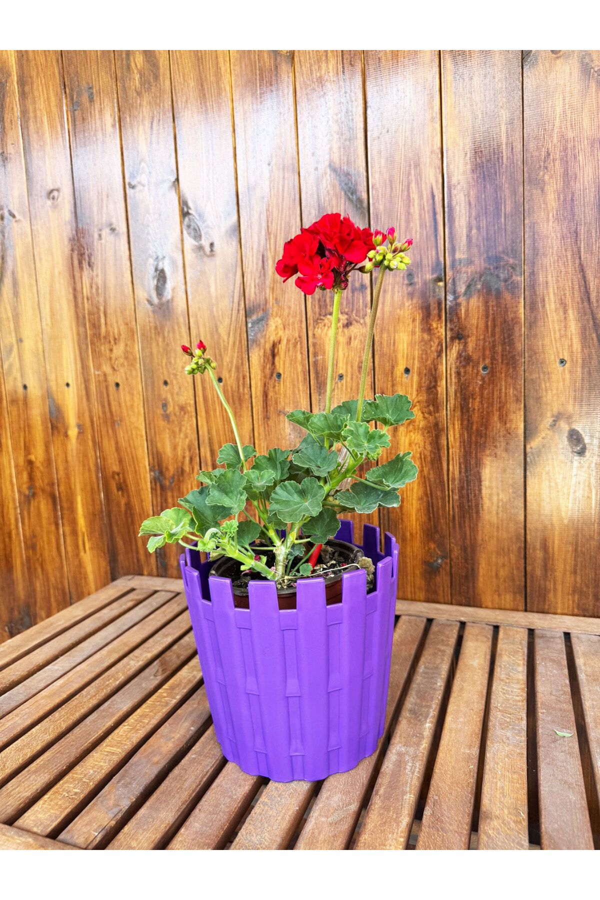 SİHİRLİ AYAKLAR Dekoratif Truva Büyük Boy Renkli Çiçek Saksısı Tabaklı Saksı 3,5LT (195x180mm)