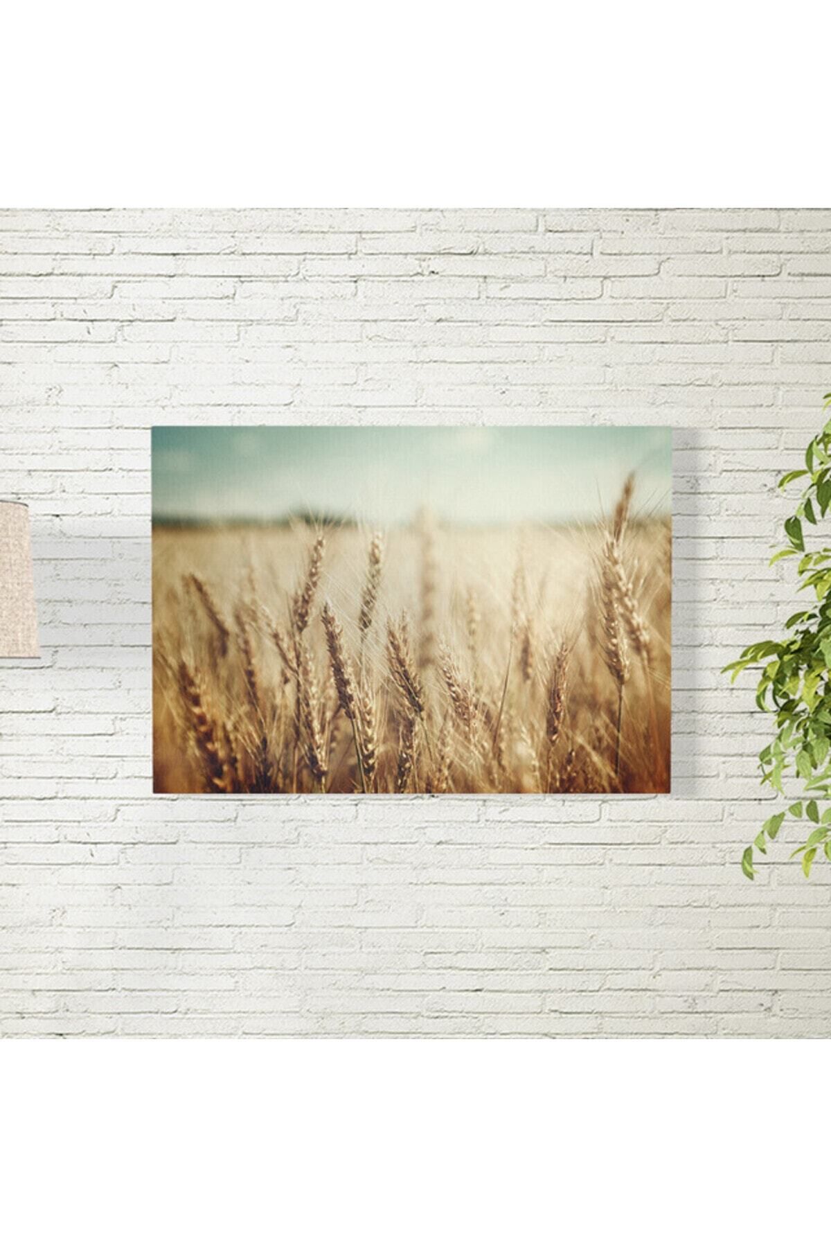 Elioure Gün Doğumu ve Buğday Tarlası Temalı 50x70 cm Duvar Posteri
