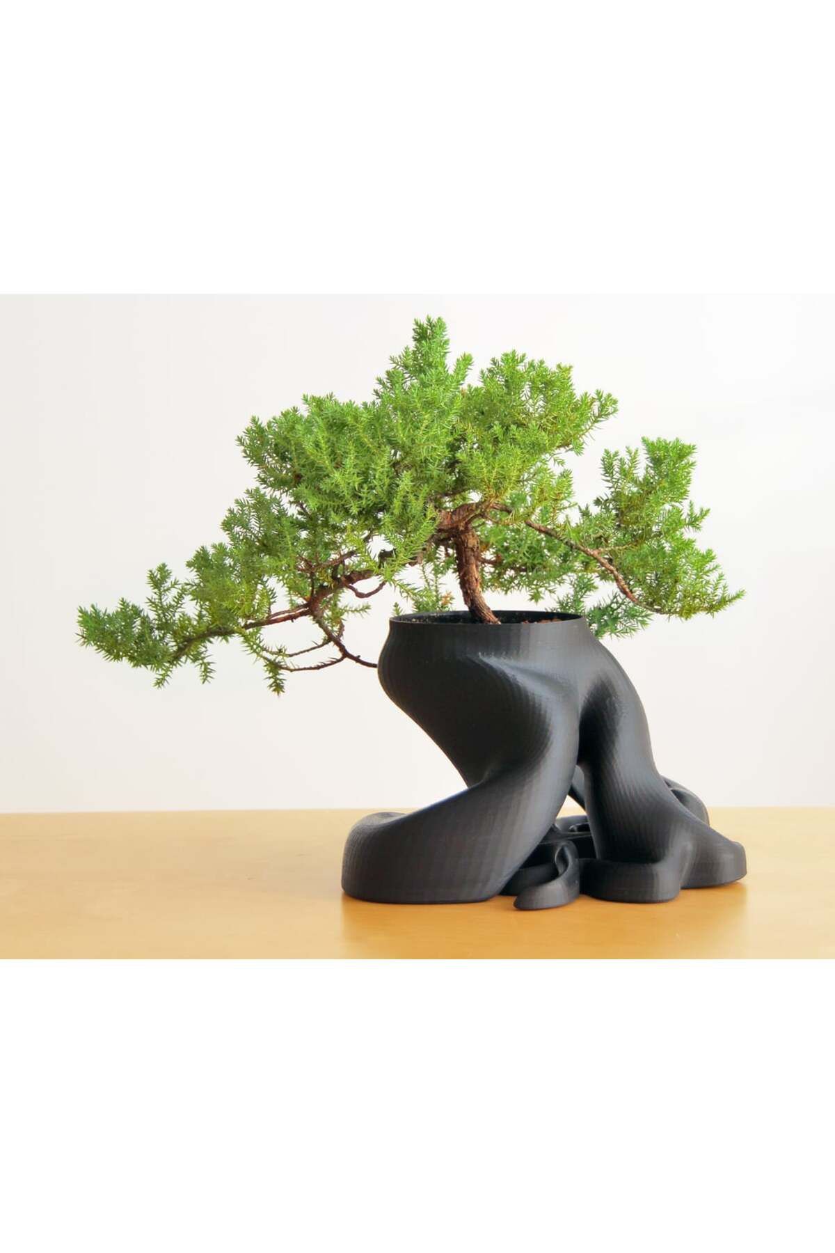 talaşoğlu Bonsai ekici (1.100.000'den fazla üçgenli yeni HD modeli)