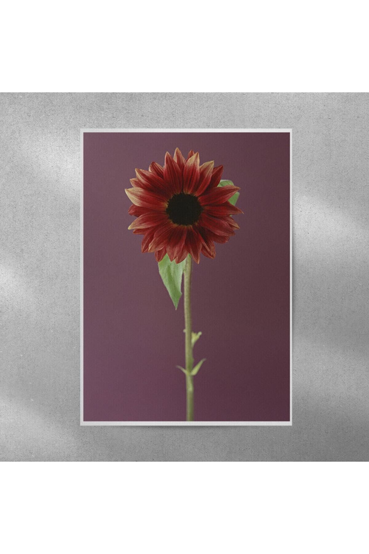 Elioure Kırmızı Alman Papatyası 35x50 cm Poster, şık ve canlı dekoratif duvar süsü