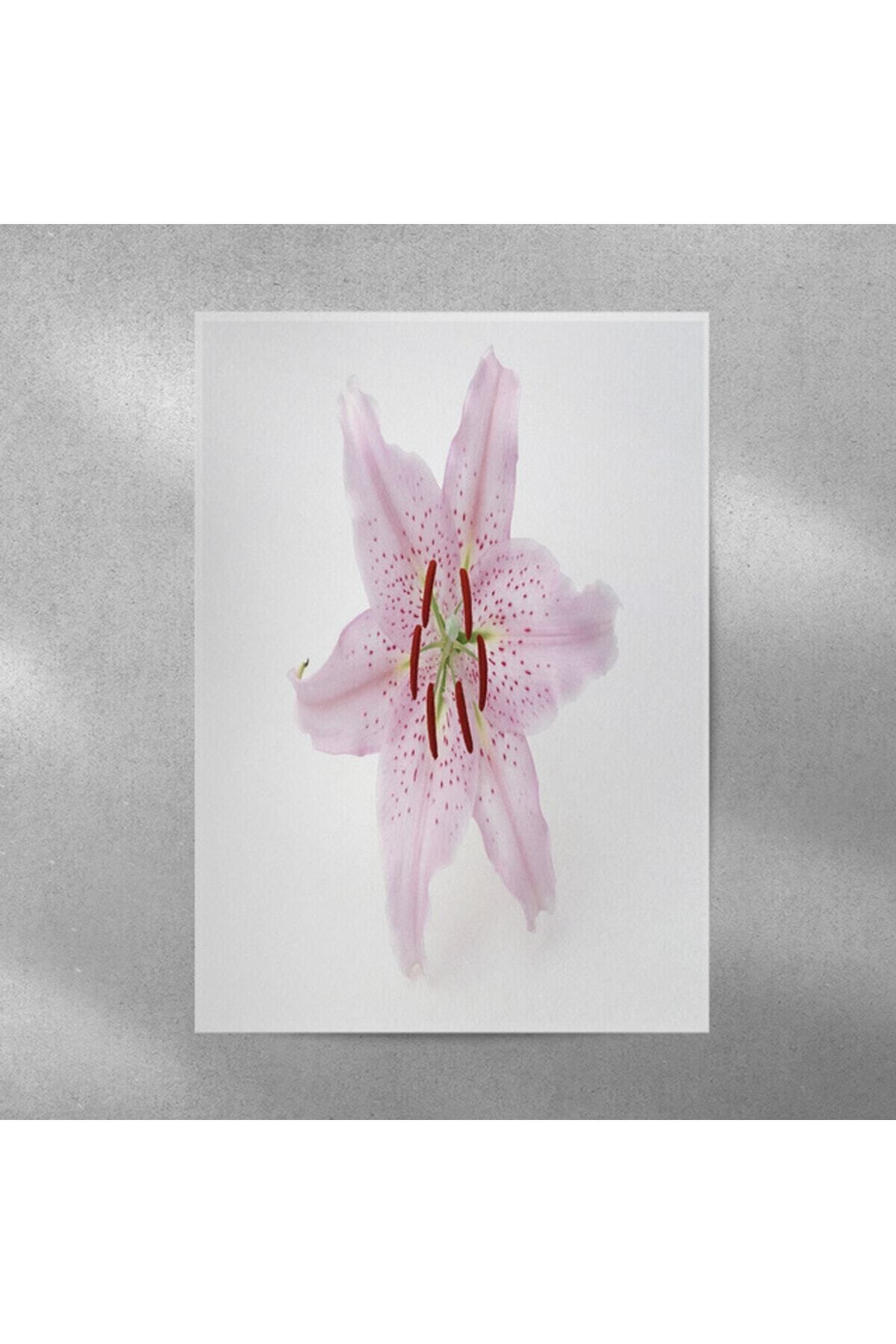 Elioure Zambak Çerçeveli Posteri 35x50 cm, Dekoratif ve Şık Tasarım