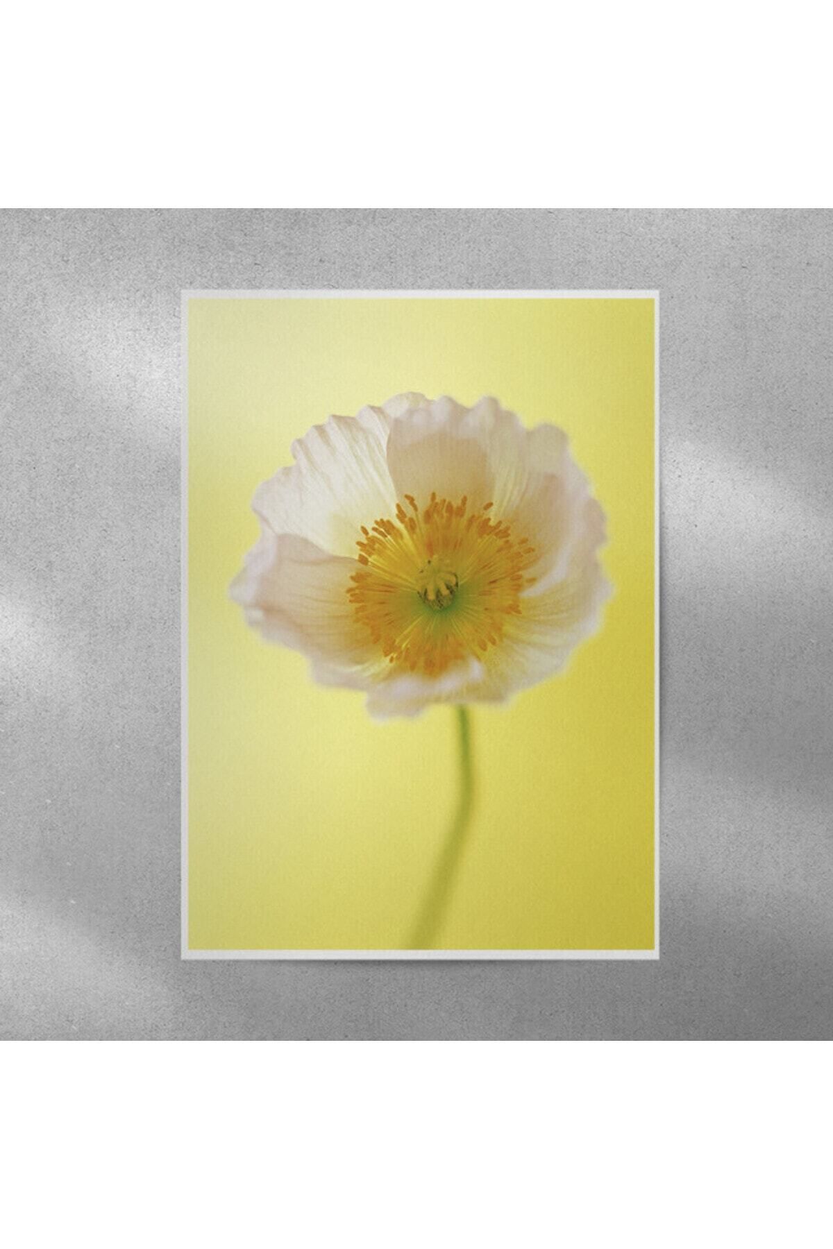 Elioure Canlı Gelincik Çerçeveli Poster 35x50 cm, Dekoratif ve Şık Tasarım
