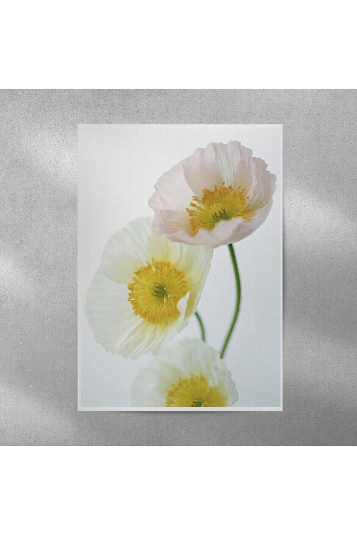 Elioure Gelincik Çiçekli Duvar Posteri 35x50 cm, Dekoratif ve Şık Tasarım