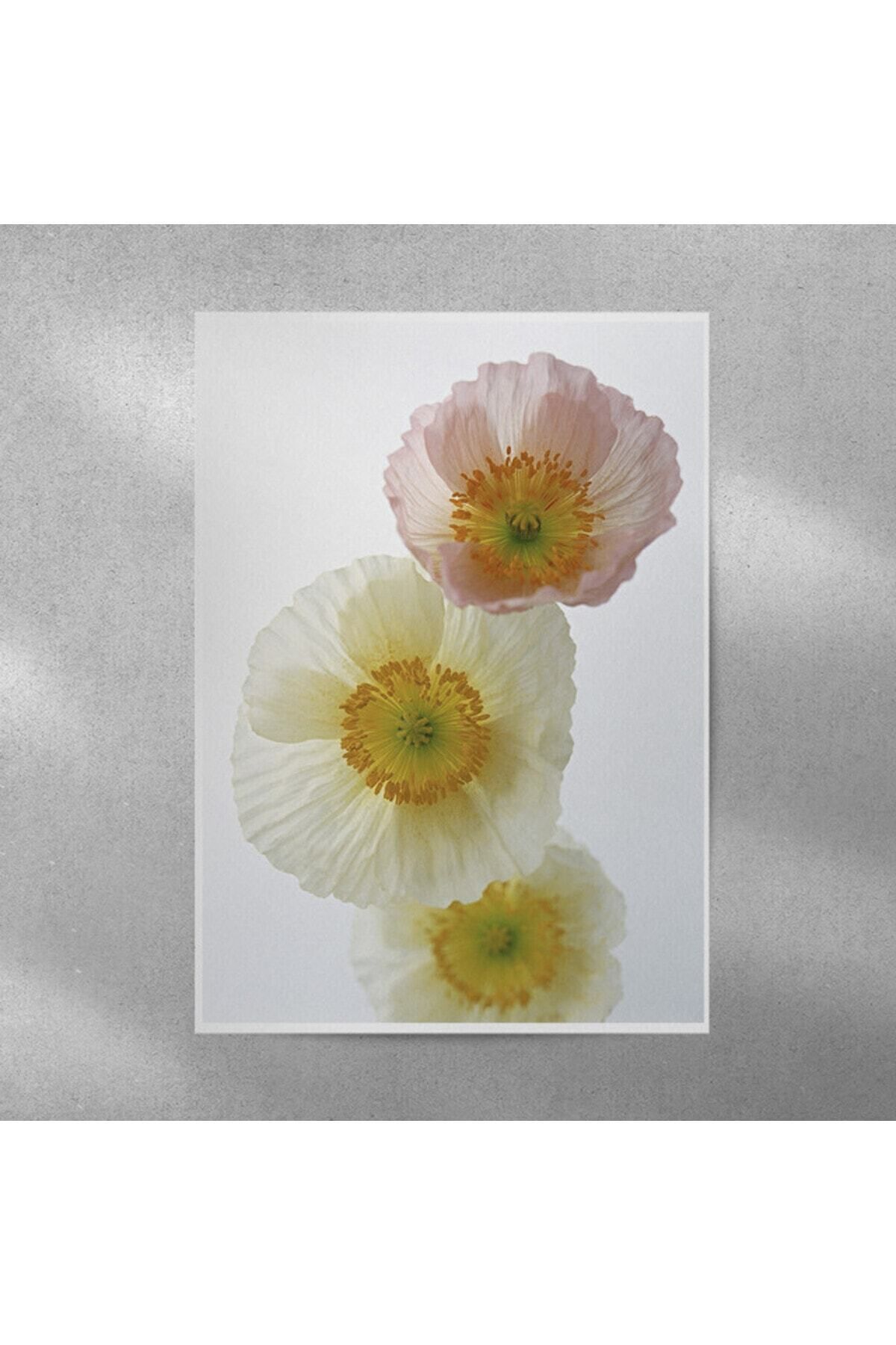 Elioure Renkli Gelincik Çerçeveli Posteri 35x50 cm, şık ve doğal dekorasyon için ideal seçim