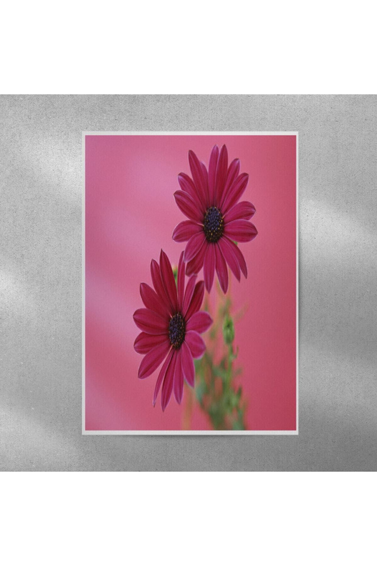 Elioure Mor Alman Papatyası Çerçevesiz Poster 35x50 cm, Dekoratif ve Şık Bir Seçenek