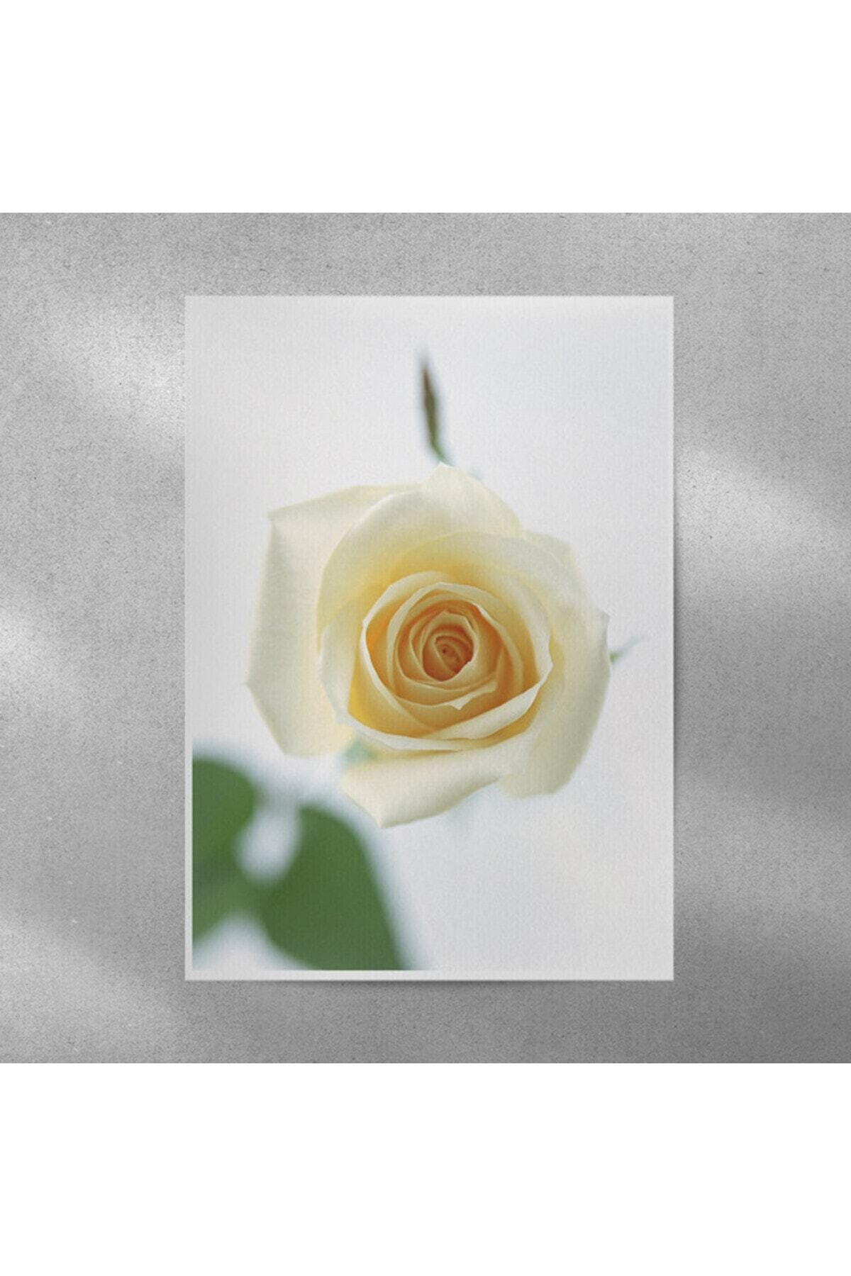 Elioure Beyaz Gül Temalı 35x50 cm Dekoratif Poster