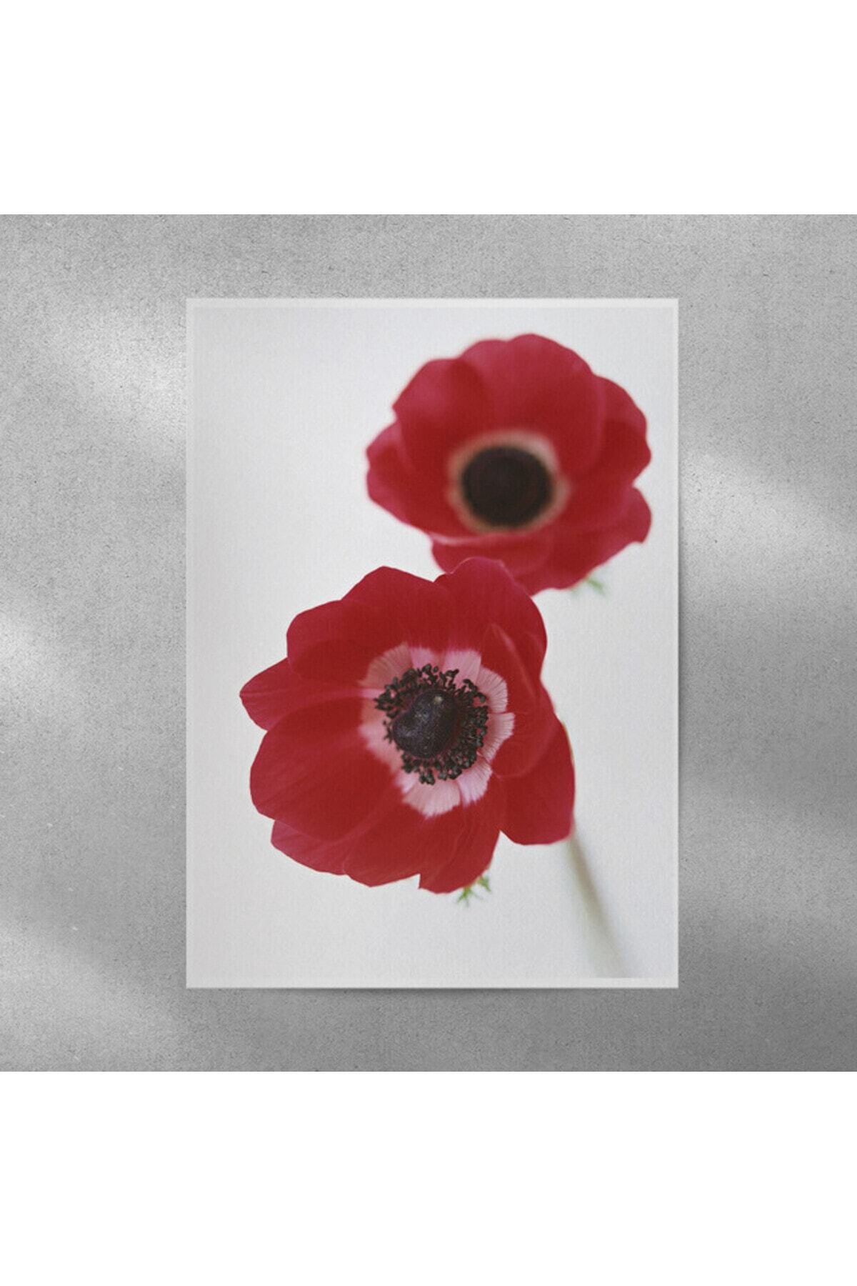 Elioure Gelincik Çiçekli Duvar Posteri 35x50 cm, Şık ve Renkli Dekorasyon Parçası