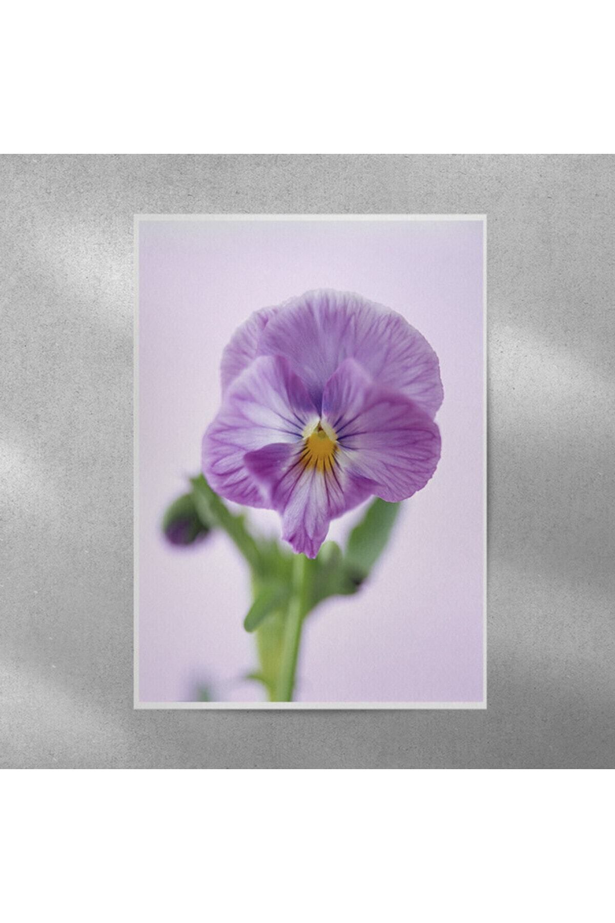Elioure Menekşe Çerçeveli Poster 35x50 cm, şık ve doğal dekorasyon seçeneği