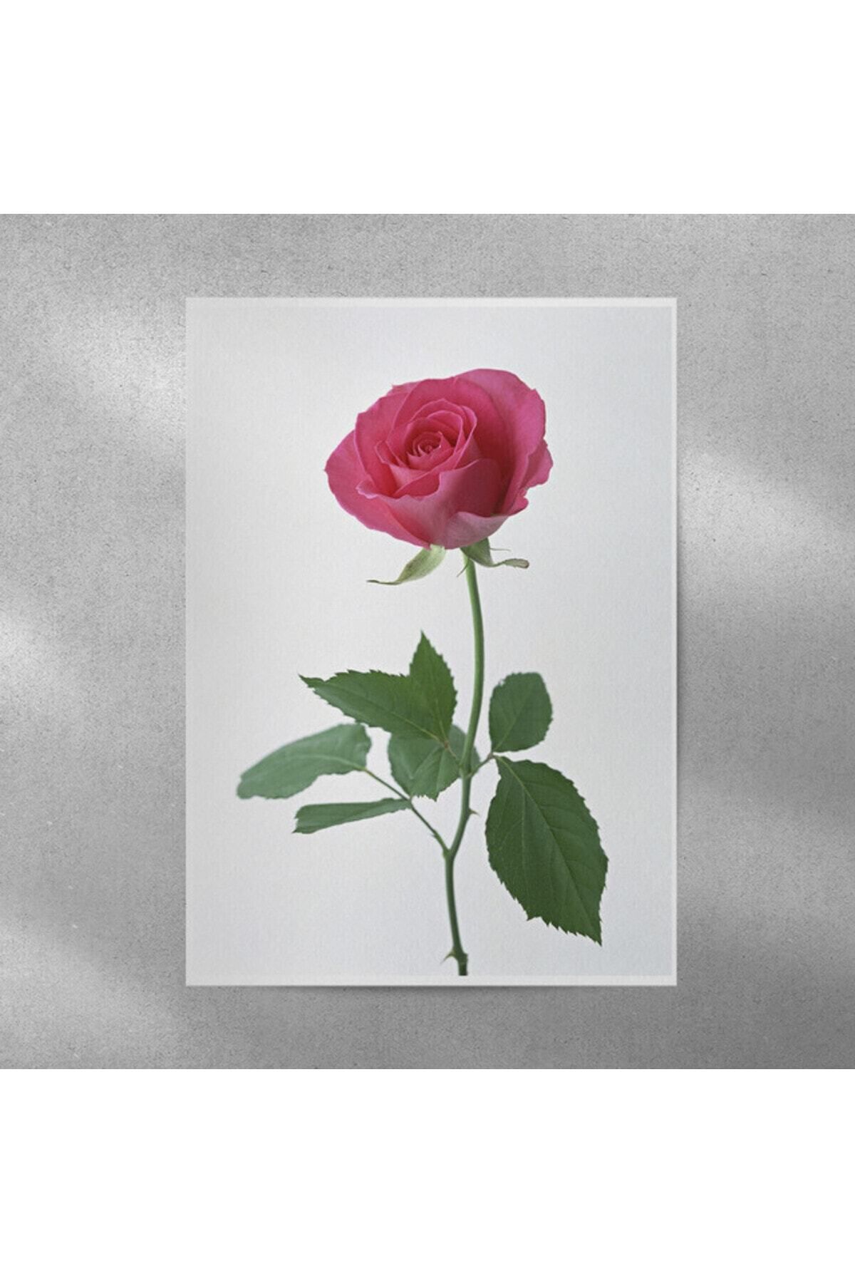 Elioure Gül Temalı Çerçeveli Poster 35x50 cm, Dekoratif ve Şık Tasarım