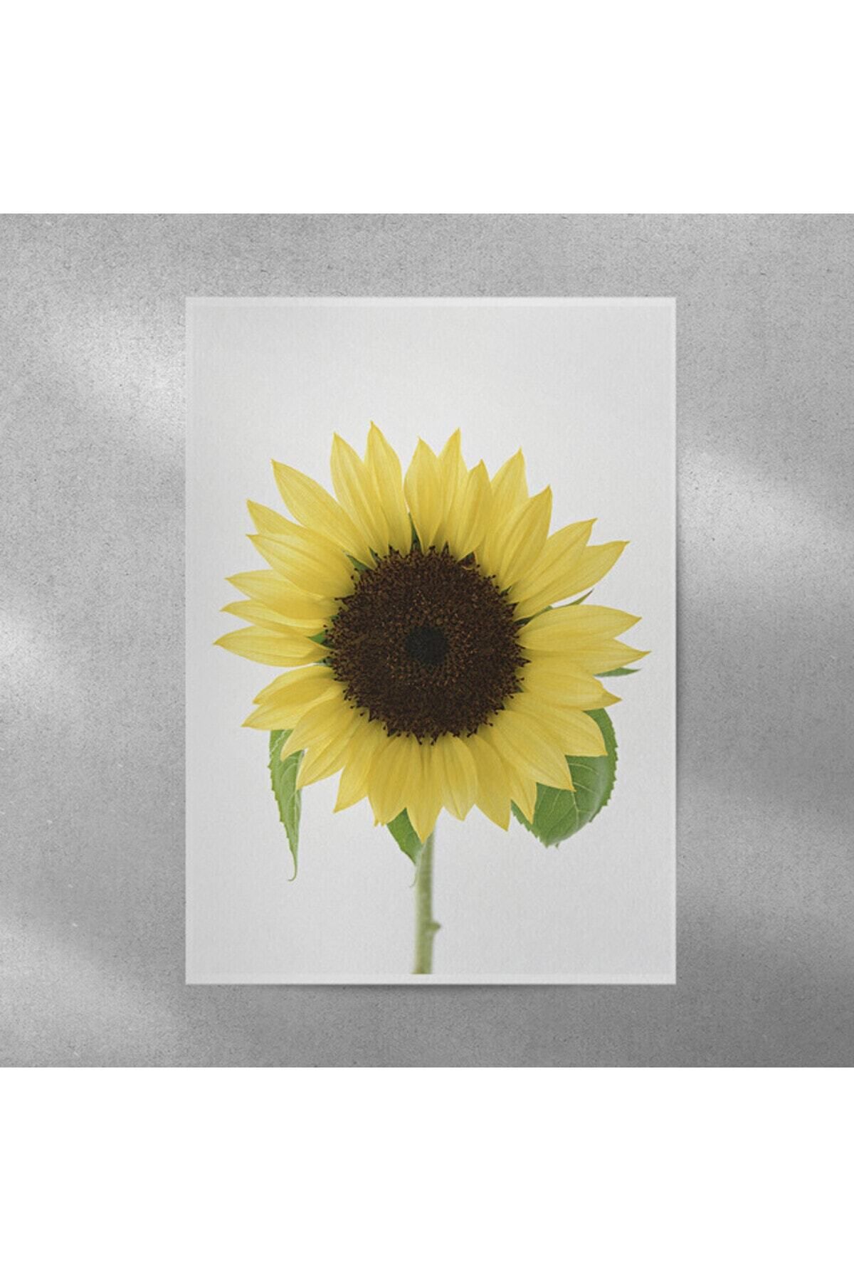 Elioure Ay Çiçeği Temalı Duvar Posteri 35x50 cm, Şık ve Renkli Dekorasyon Parçası