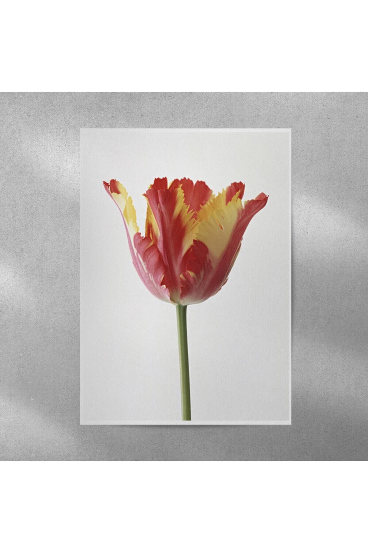 Elioure Şık Lale Temalı 35x50 cm Duvar Posteri, Modern Dekorasyon İçin Harika Seçim
