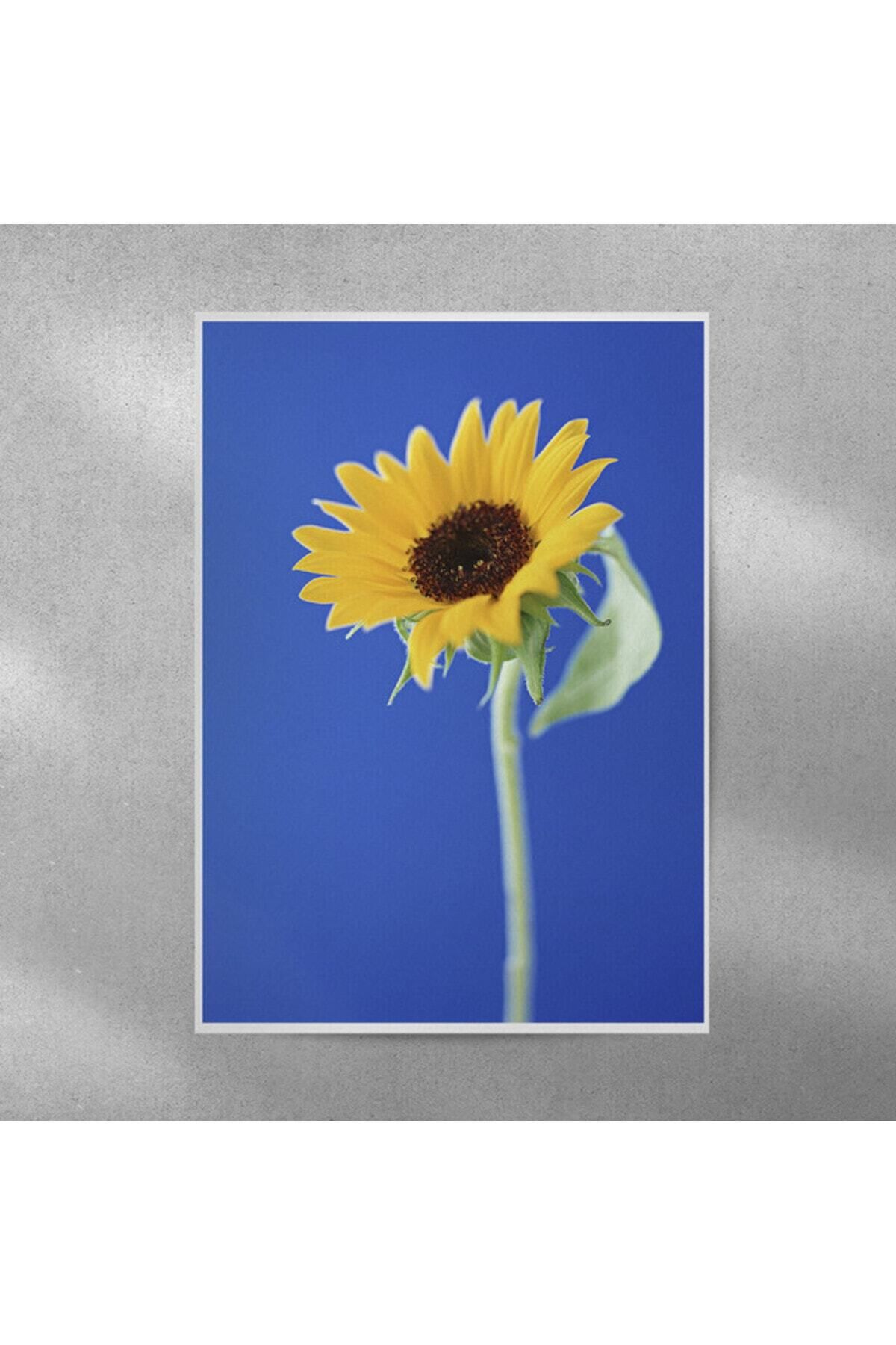 Elioure Ay Çiçeği Temalı Büyük Poster 35x50 cm, Şık ve Dekoratif Hediye Seçeneği
