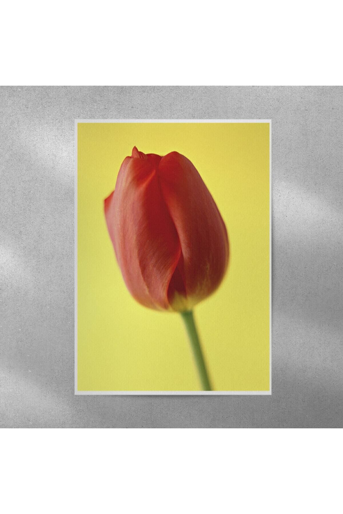 Elioure Şık Lale Temalı 35x50 cm Duvar Posteri