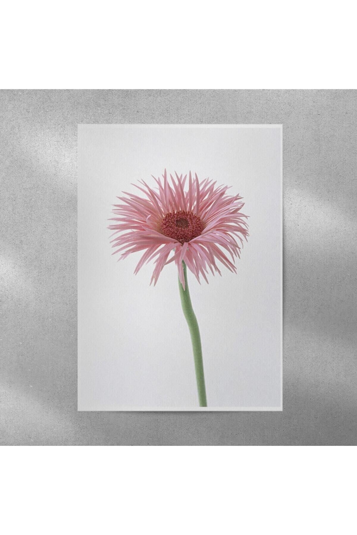 Elioure Pembe Alman Papatyası Posteri 35x50 cm, şık ve doğal dekorasyon seçeneği