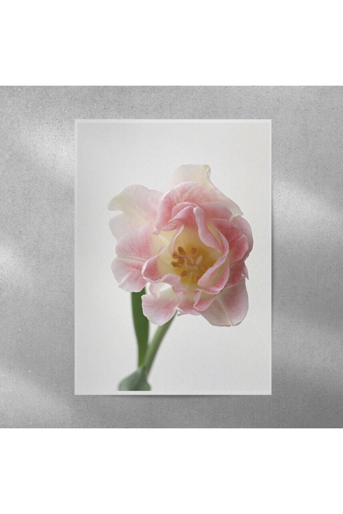 Elioure Pembe Lale Duvar Posteri 35x50 cm, şık ve canlı dekorasyon öğesi