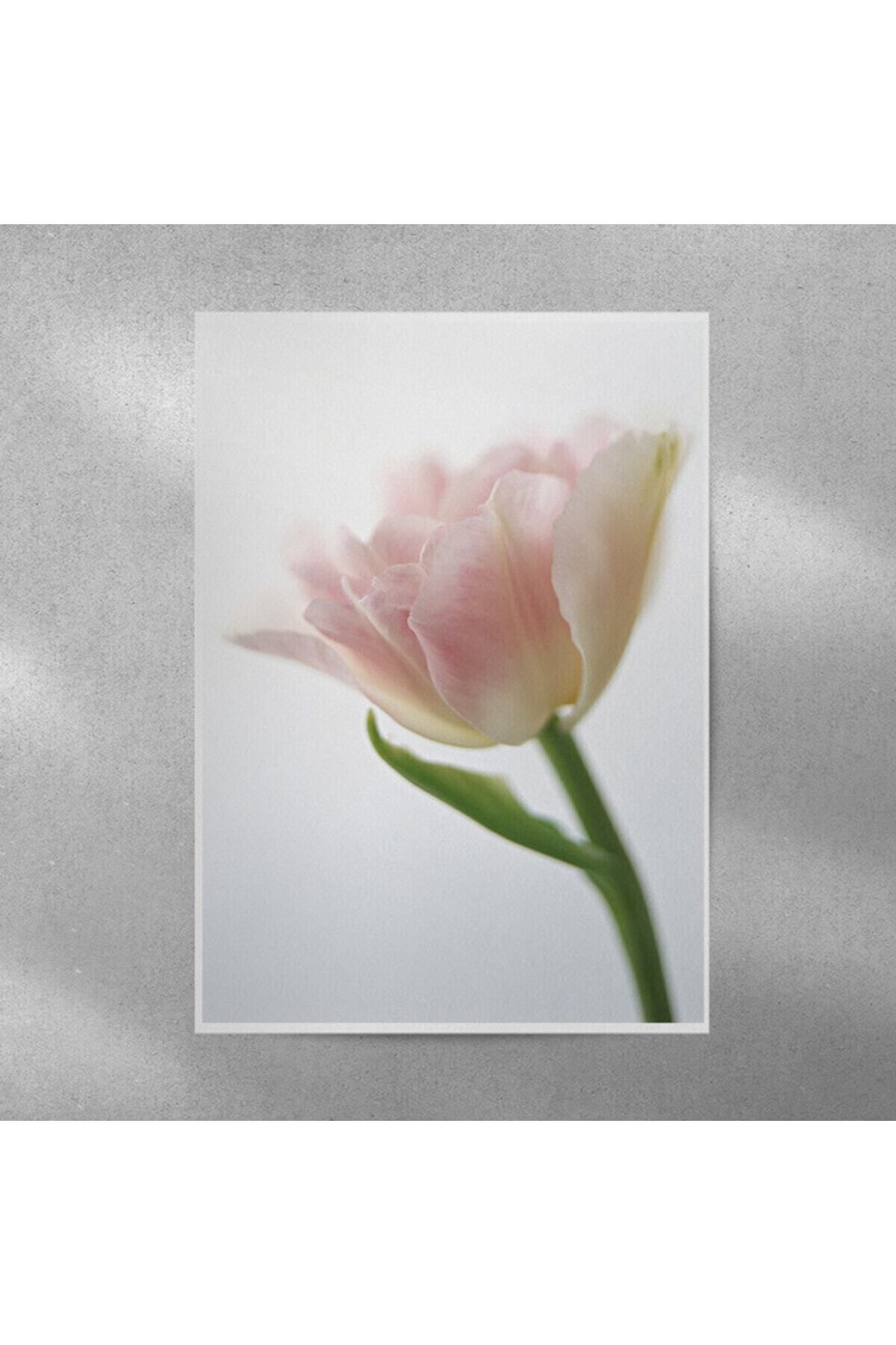 Elioure Pembe Lale Temalı 35x50 cm Duvar Posteri, Şık ve Güncel Dekorasyon Parçası