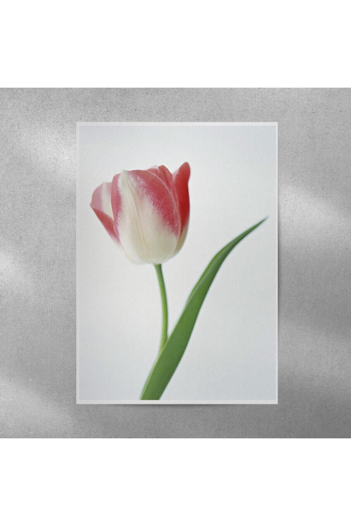 Elioure Renkli lale duvar posteri 35x50 cm, şık ve doğal dekorasyon için ideal seçim