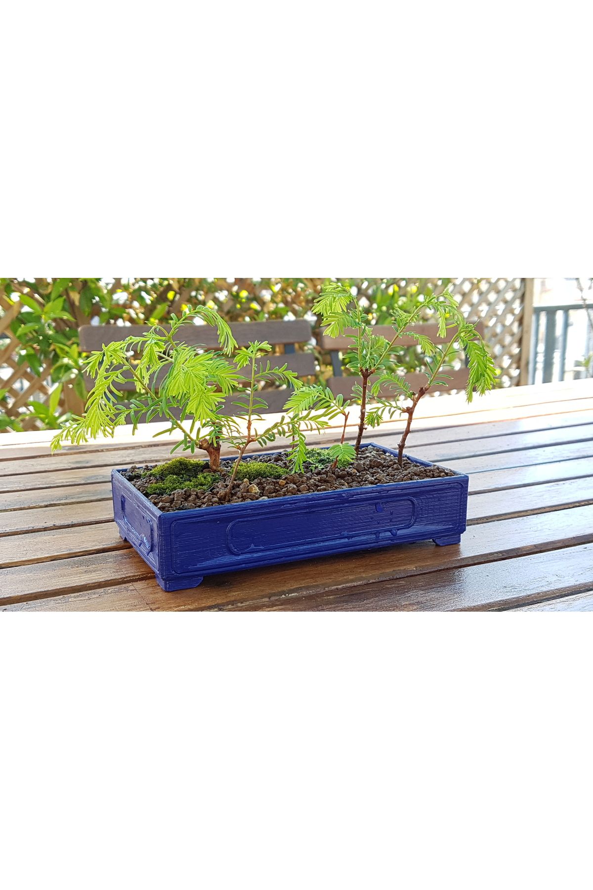 Vision Craft Tipik Bonsai Pot (17x10cm)