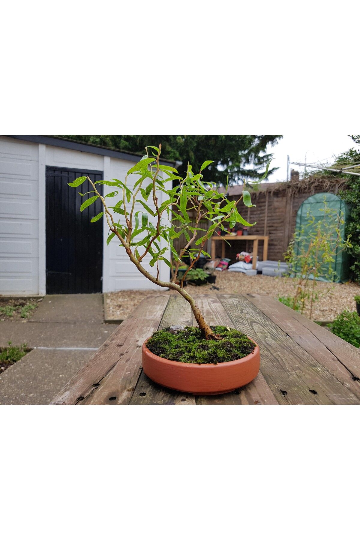 Vision Craft Dairesel Bonsai Pot - Drenaj Delikleri ile Destek Baskı Yok